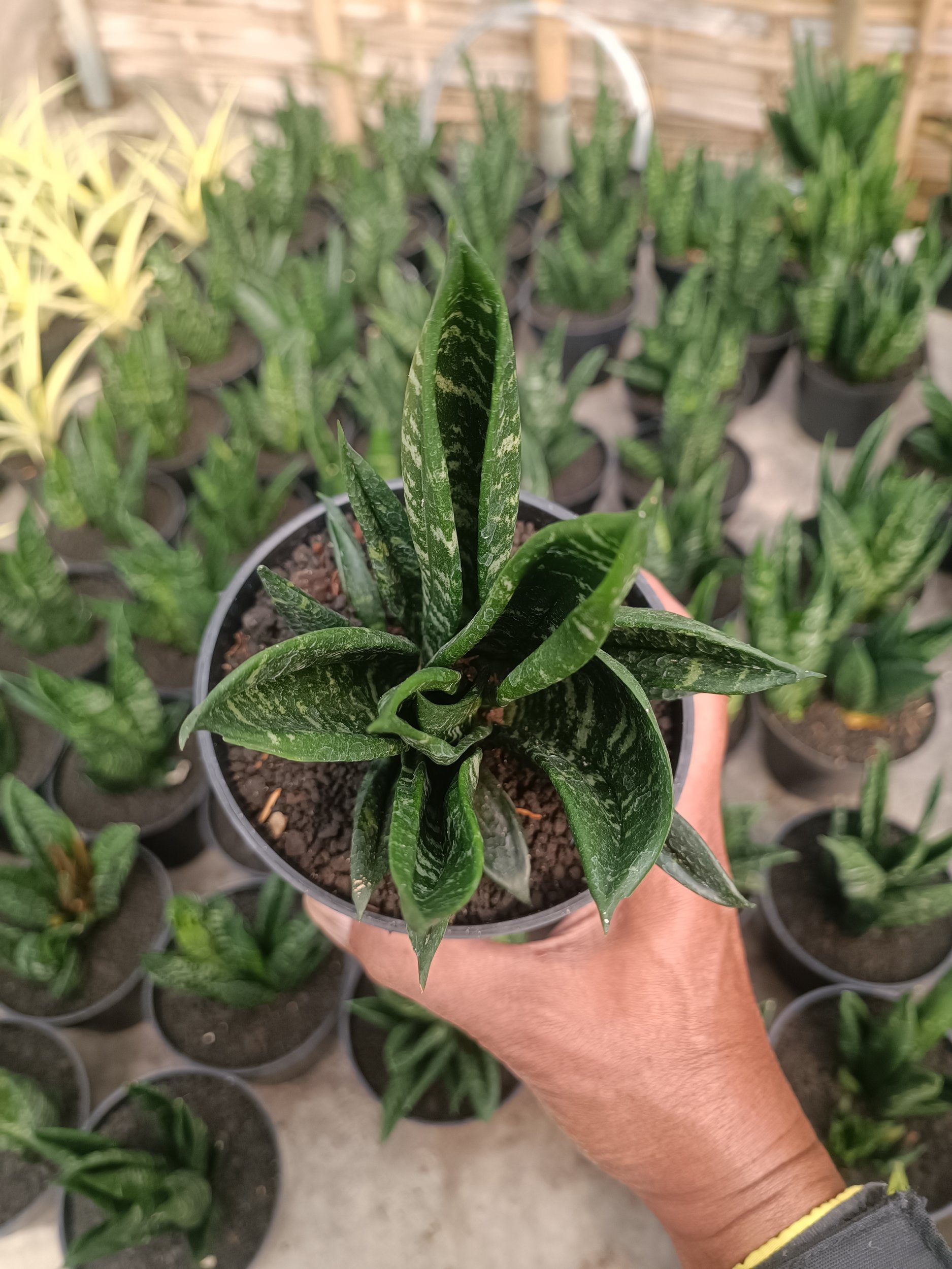 Sansevieria Hahnii Gasteria, real gallery image #1 plants.
