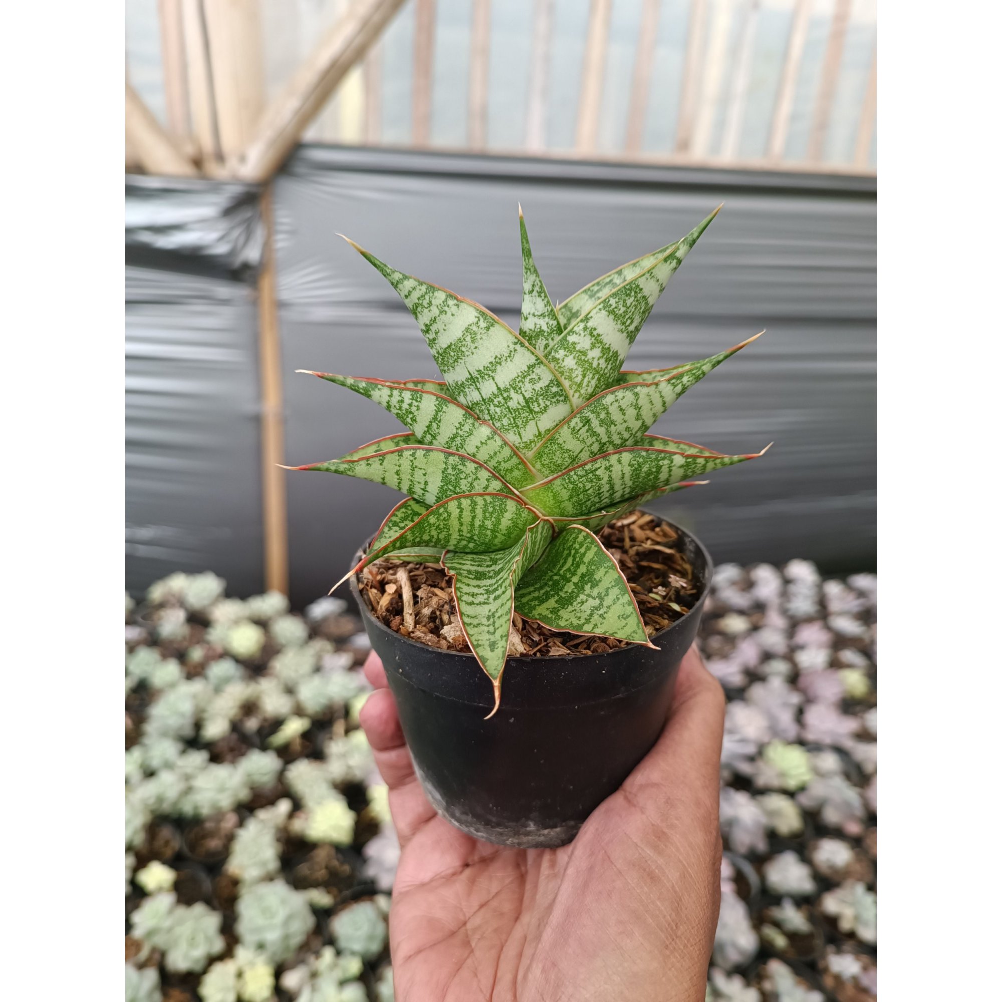 Sansevieria Hihyd, real feature image plant.