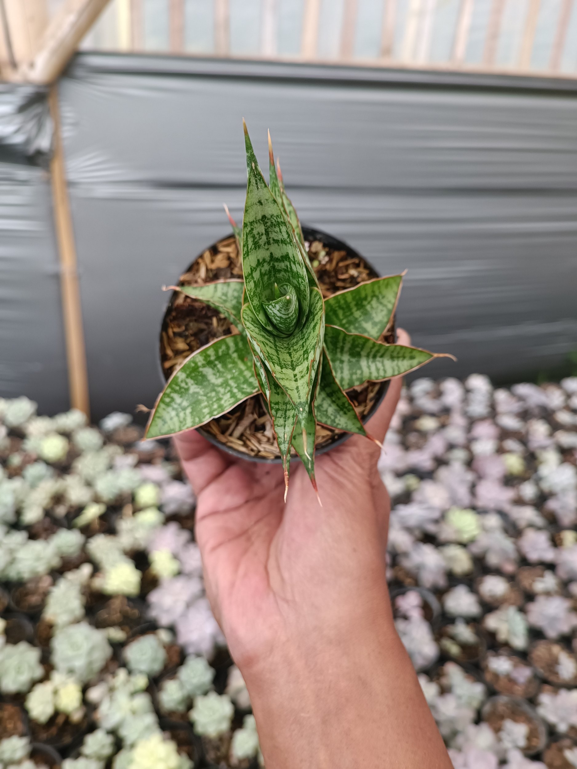 Sansevieria Hihyd, real gallery image #1 plants.