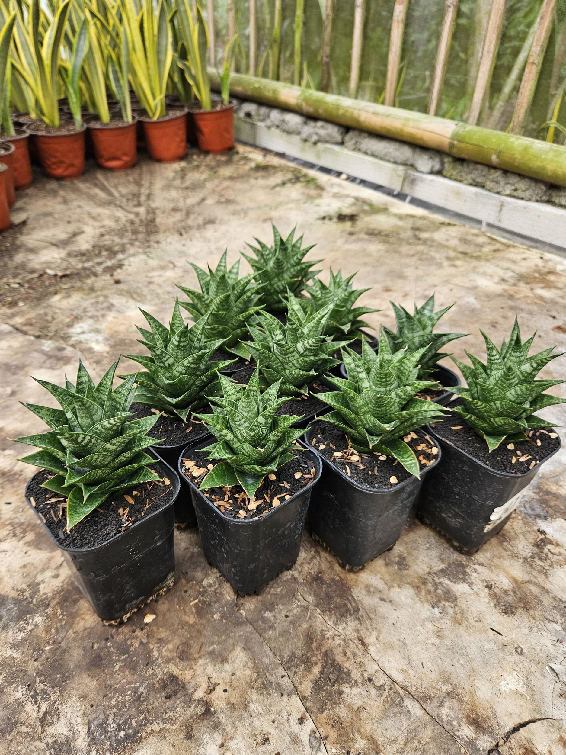 Sansevieria Hybrid Blacky size 10 cm, real gallery image #1 plants.