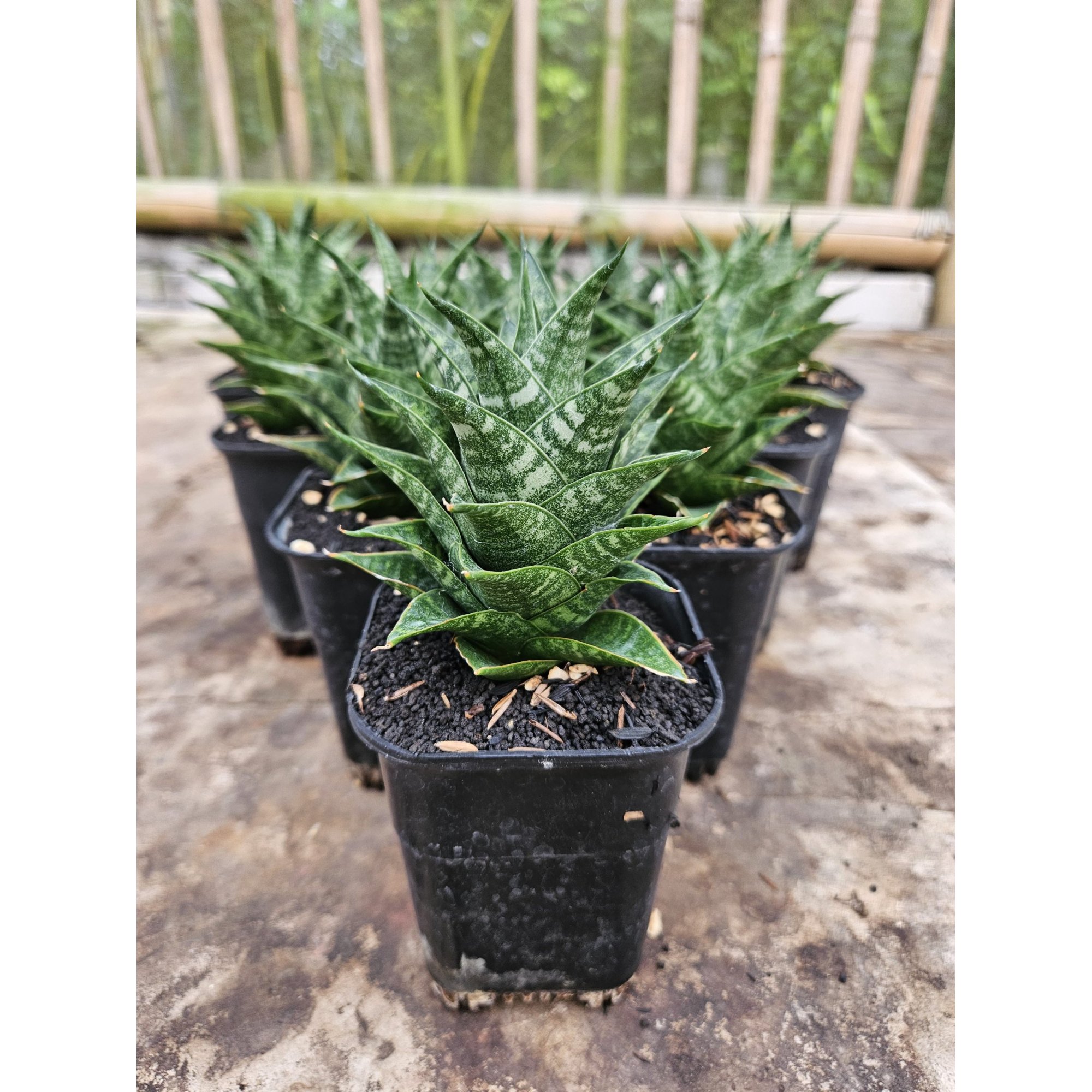 Sansevieria Hybrid Blacky size 10 cm, real feature image plant.