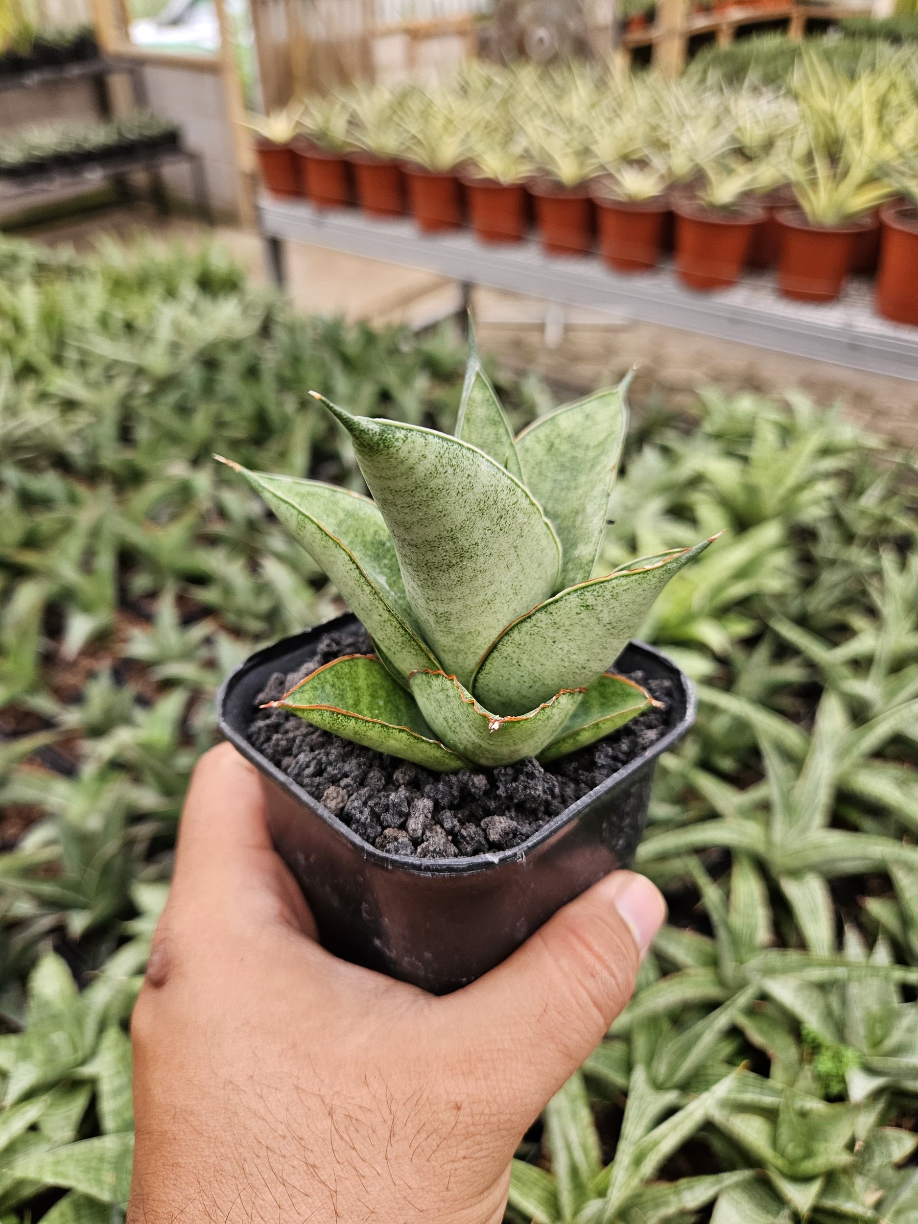 Sansevieria Hybrid Green Ice, real gallery image #1 plants.