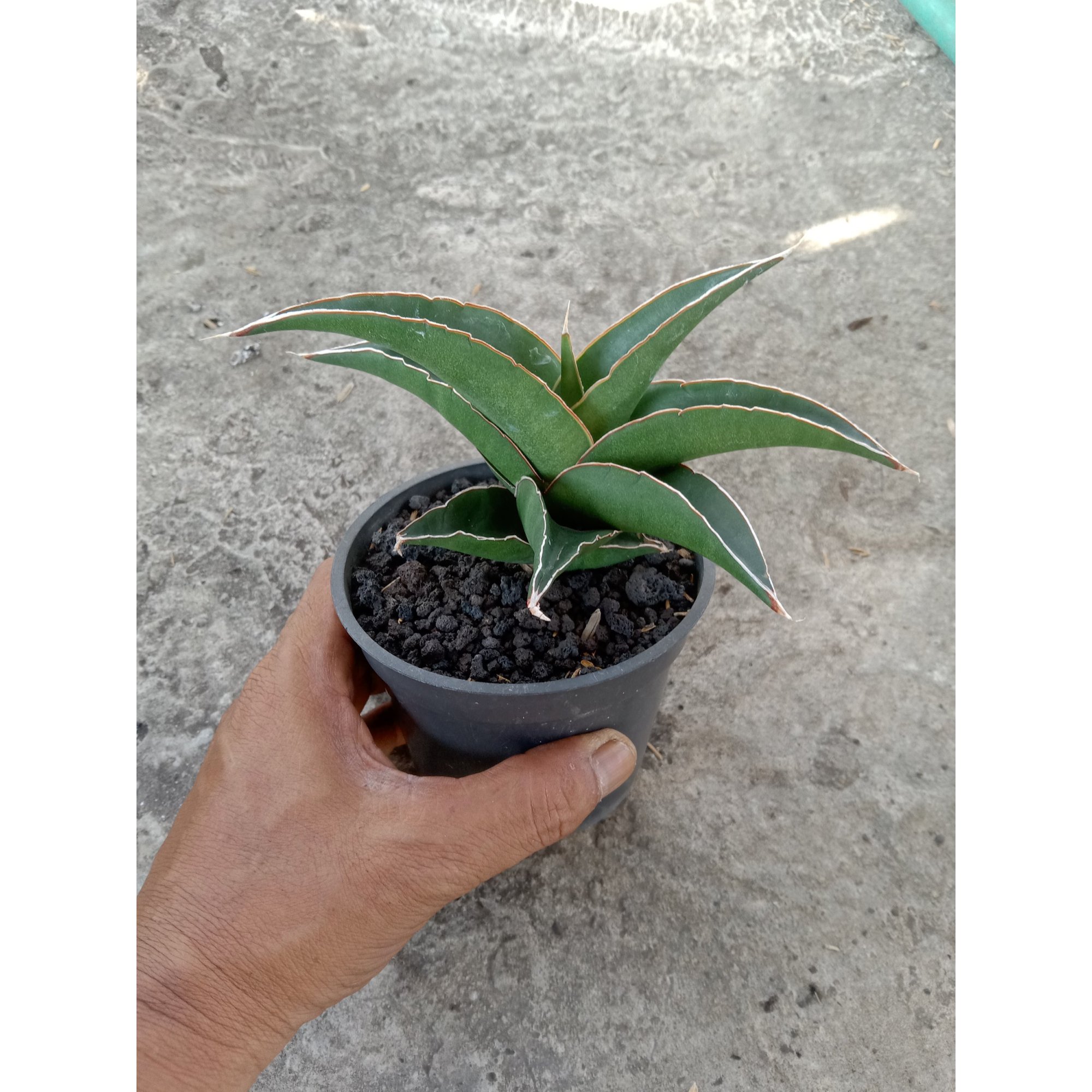 Sansevieria Hybrid Kukubima, real feature image plant.