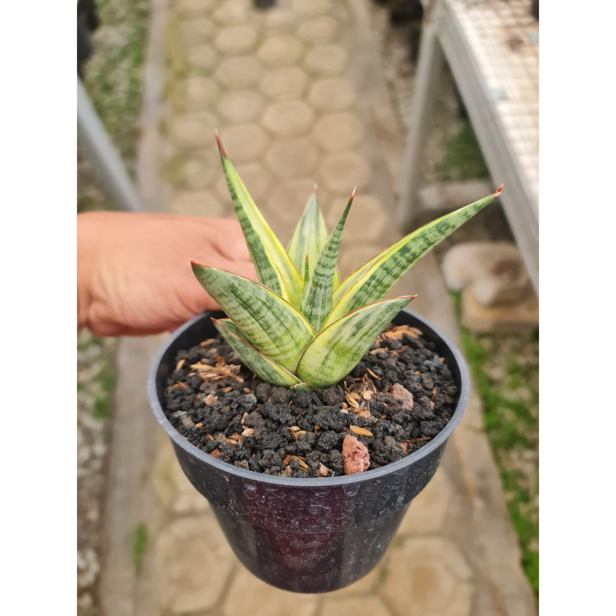 Sansevieria Hybrid Predator Variegated, real feature image plant.