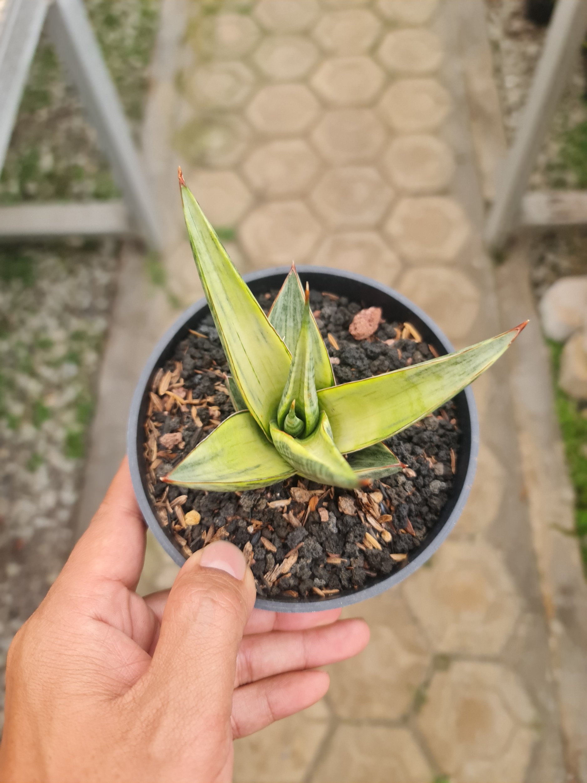 Sansevieria Hybrid Predator Variegated, real gallery image #1 plants.
