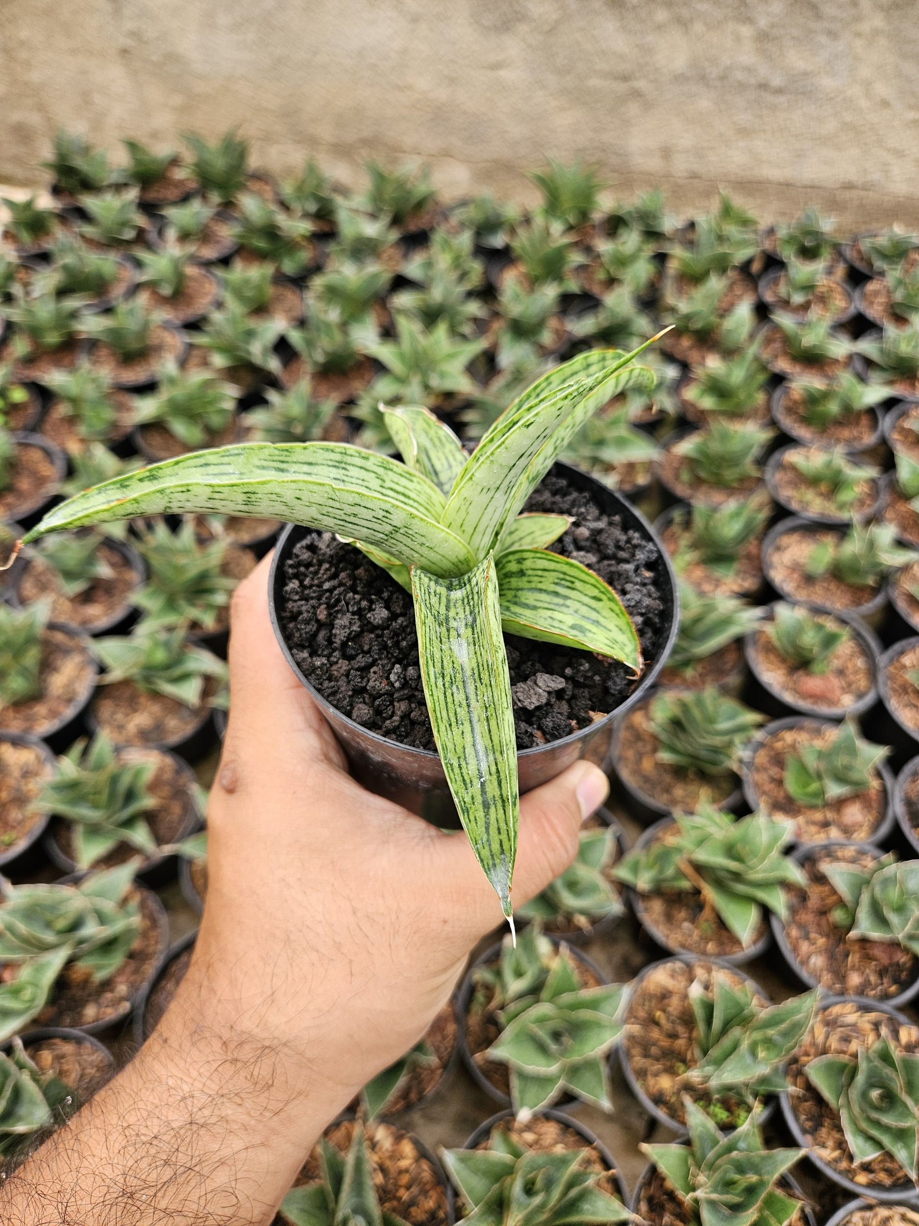 Sansevieria Hybrid Samaratungga, real gallery image #1 plants.