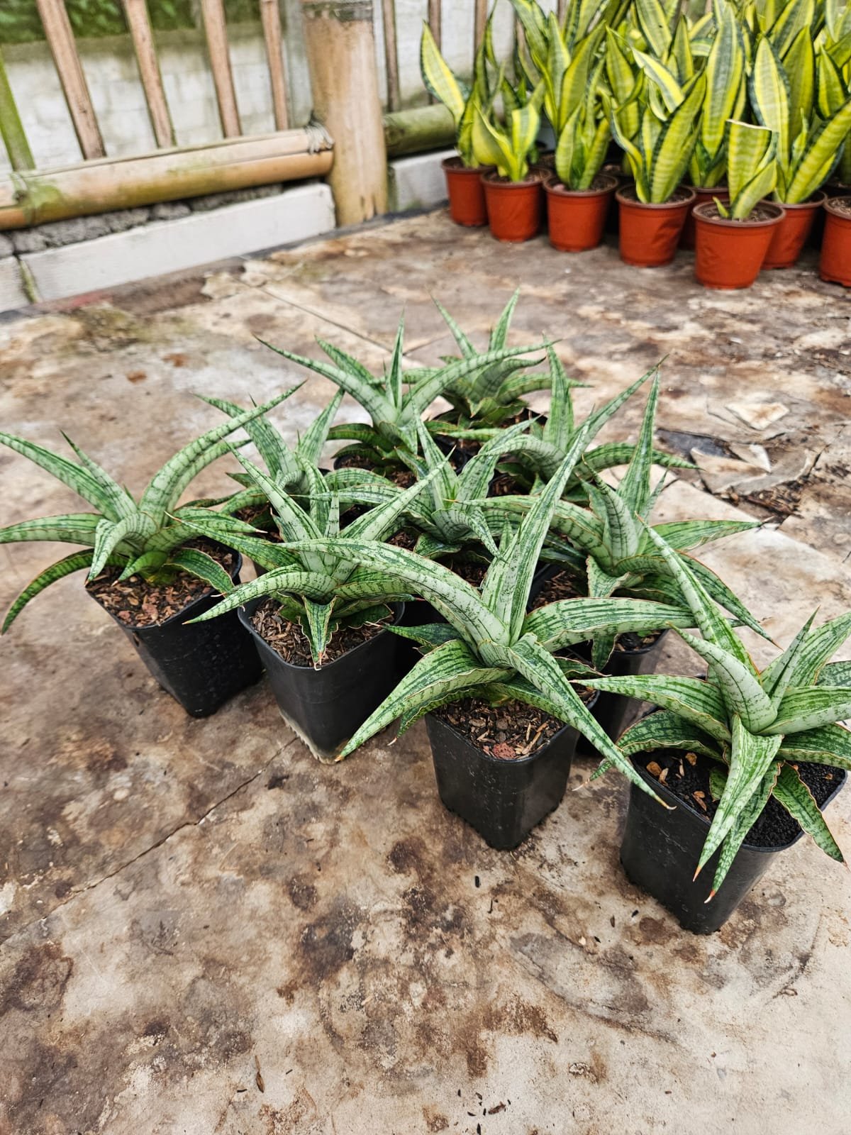 Sansevieria Hybrid Sayang, real gallery image #1 plants.