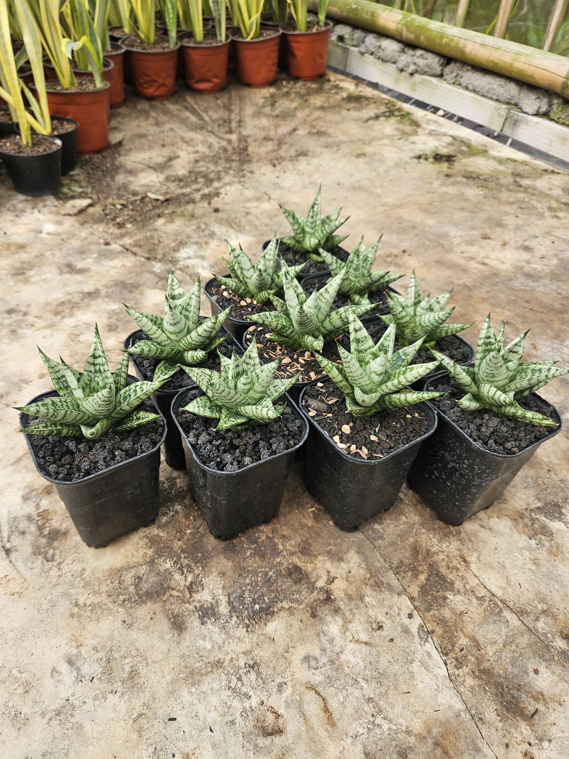 Sansevieria Hybrid Zebra size 8 cm, real gallery image #1 plants.