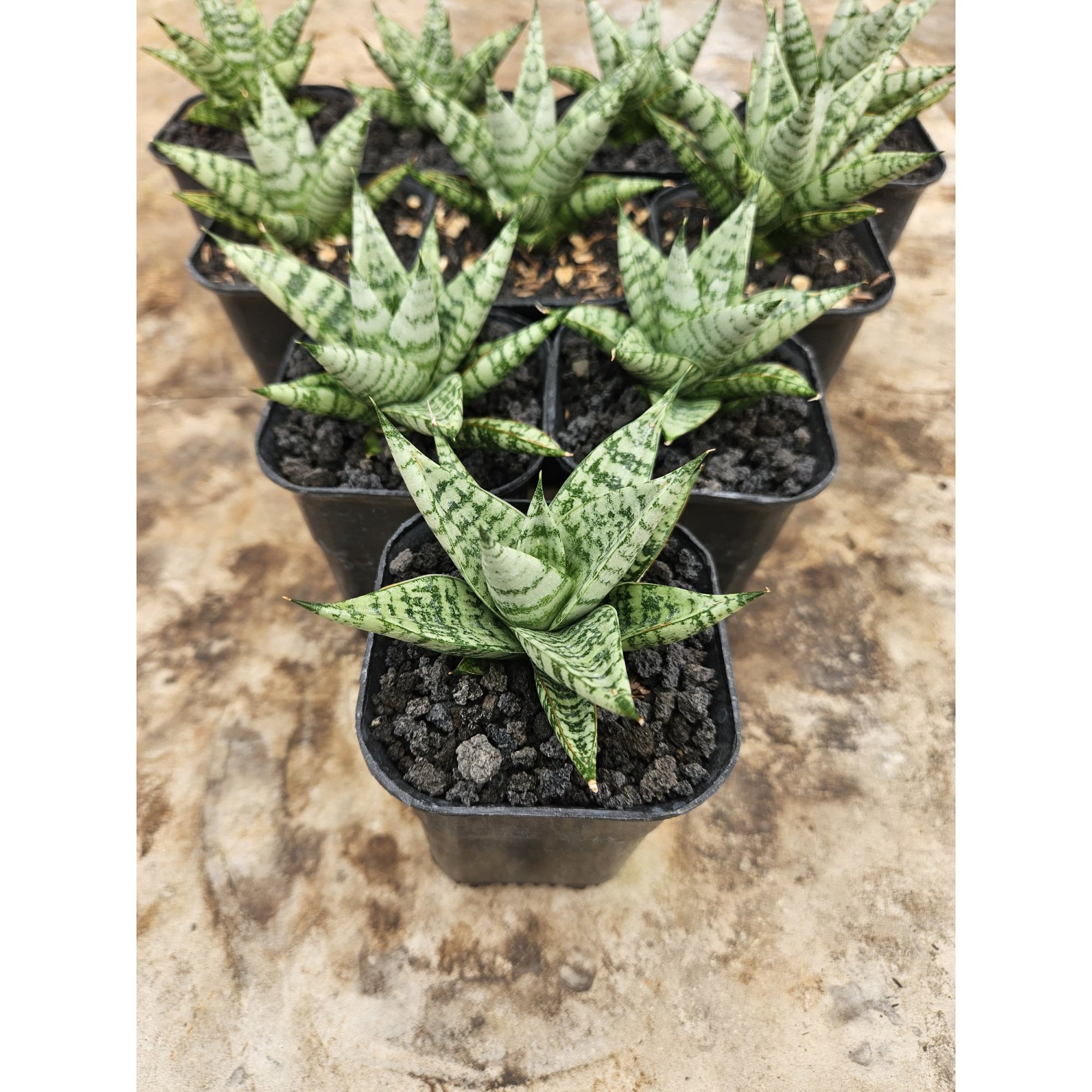 Sansevieria Hybrid Zebra size 8 cm, real feature image plant.