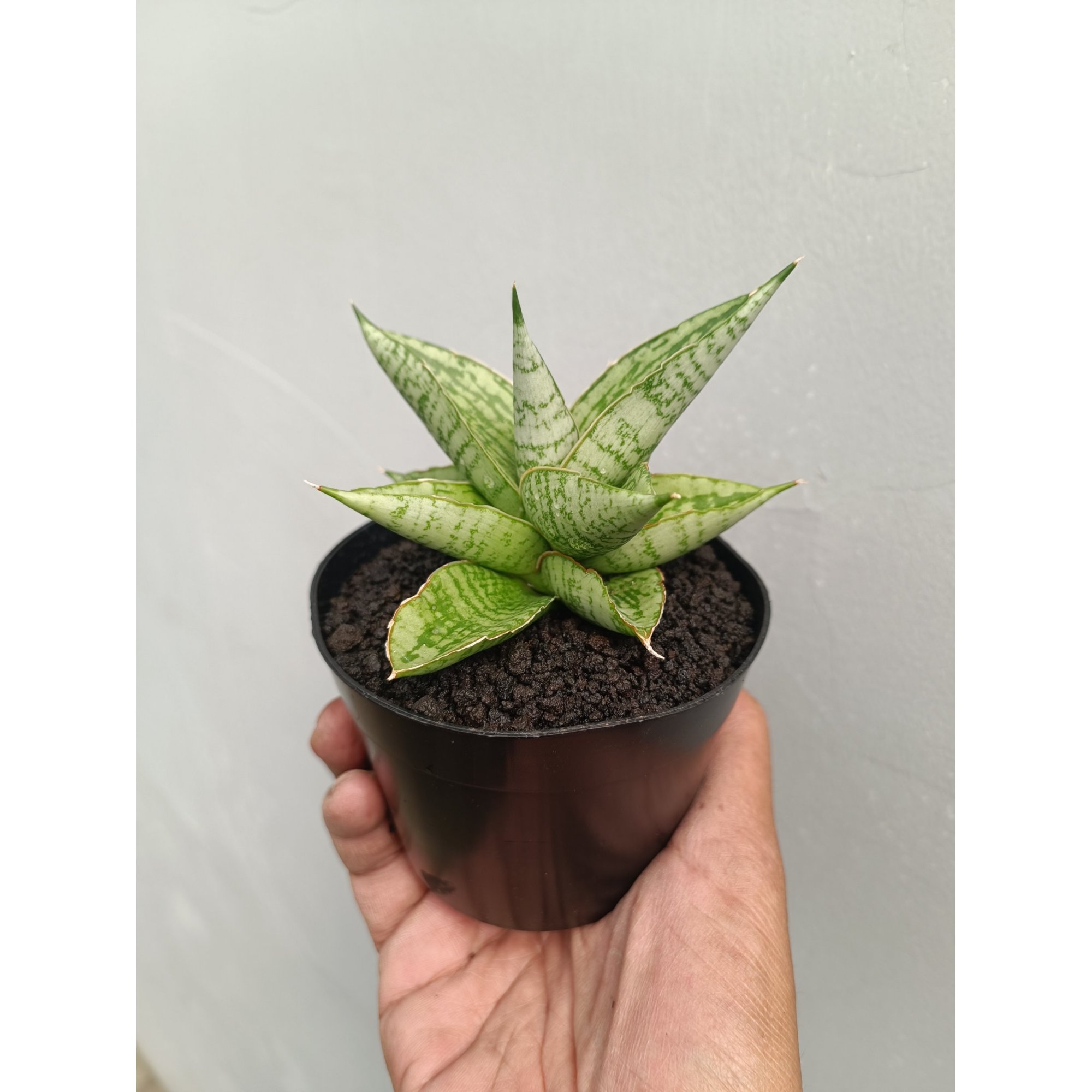 Sansevieria Kahyangan, real feature image plant.