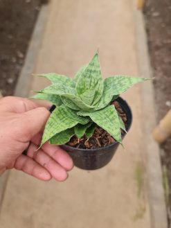 Sansevieria Kendedes, real gallery image #1 plants.