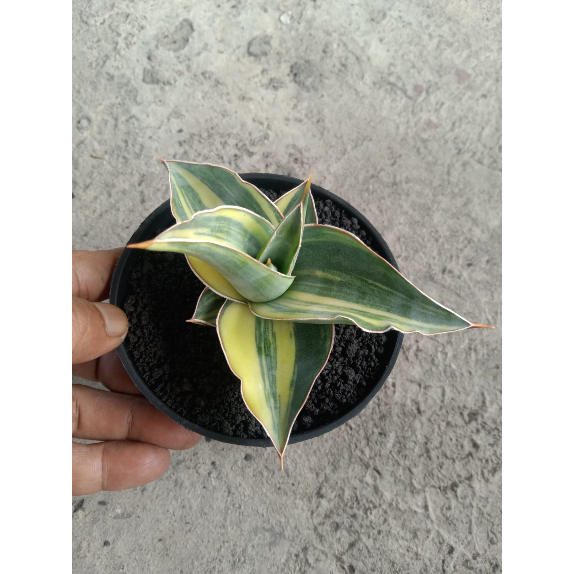 Sansevieria Kimayo Yellow Varigated, real feature image plant.