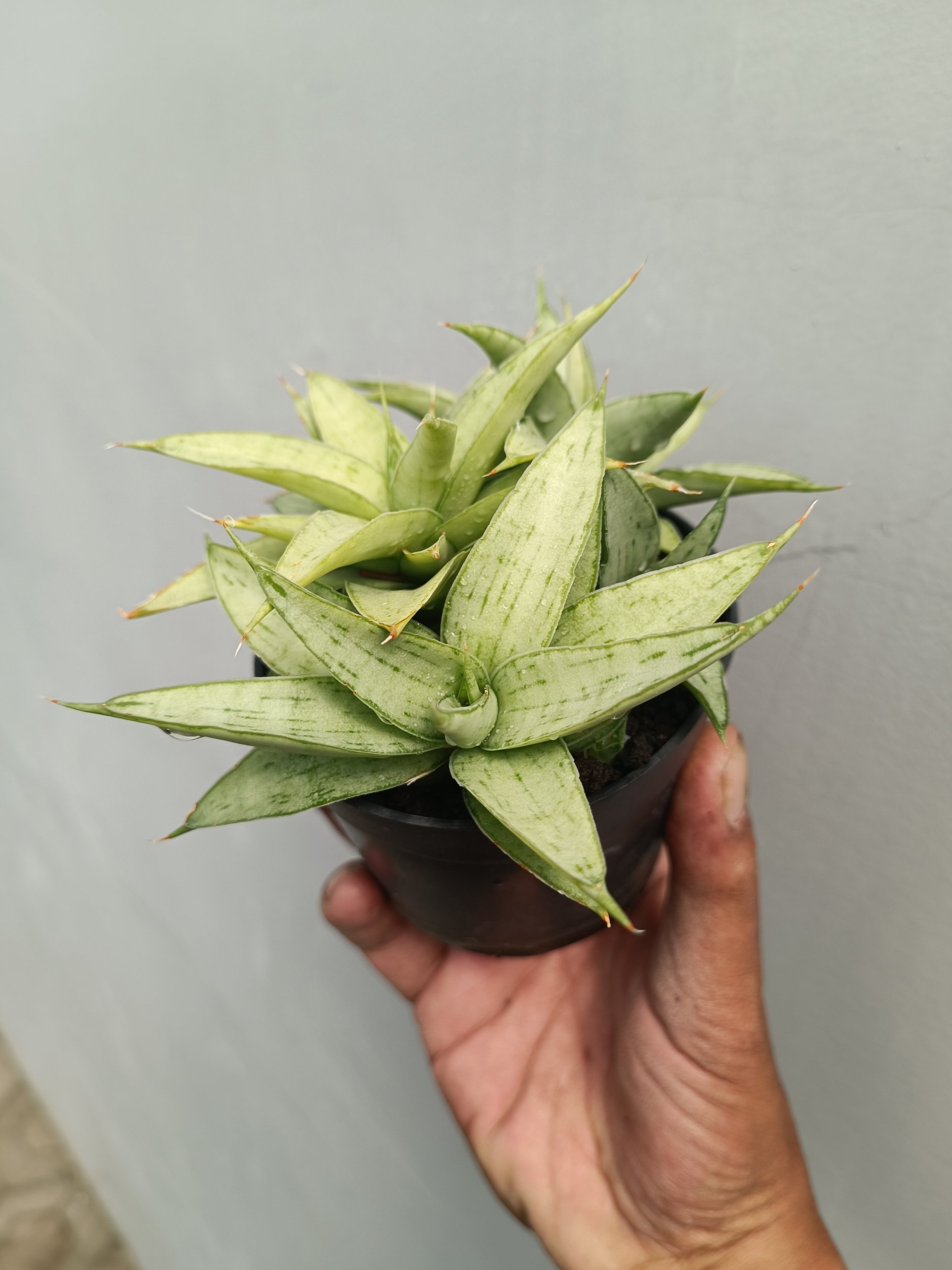 Sansevieria Kumara Cluster, real gallery image #1 plants.