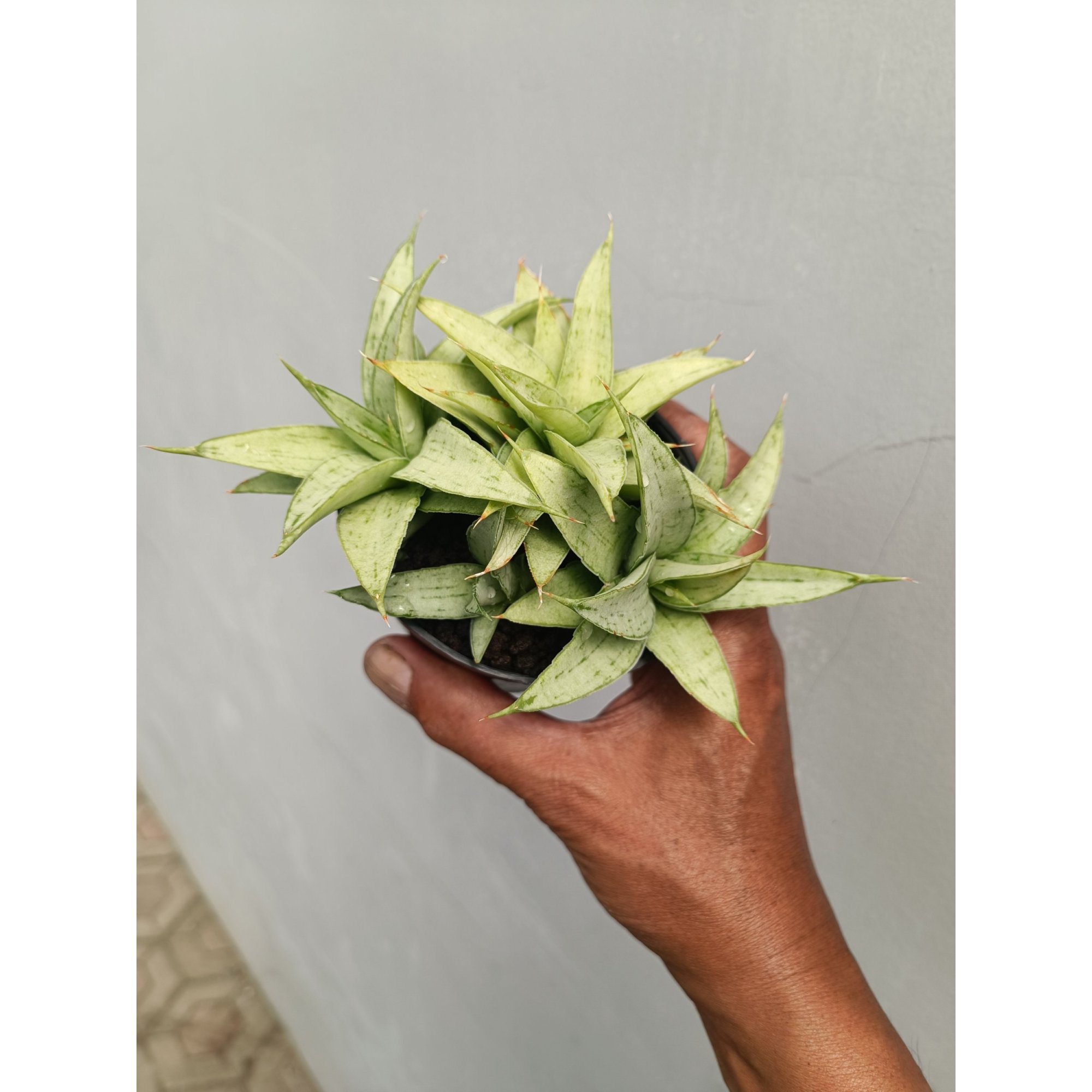 Sansevieria Kumara Cluster, real feature image plant.