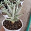 Sansevieria Laila