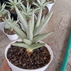 Sansevieria Laila
