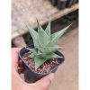 Sansevieria Laukhawar, real feature image plant.
