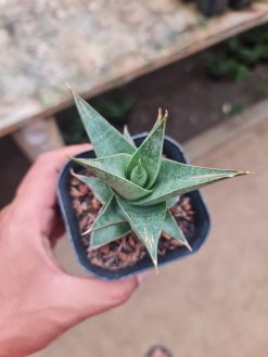 Sansevieria Laukhawar, real gallery image #1 plants.