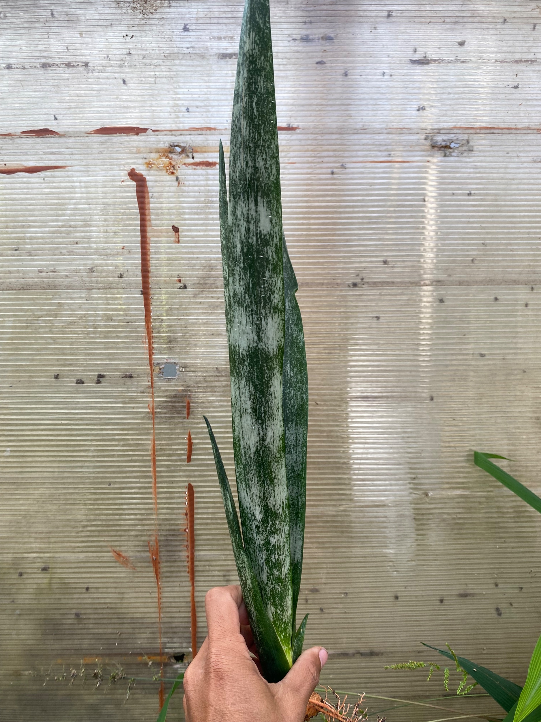 Sansevieria Laurentii Frozen, real gallery image #1 plants.