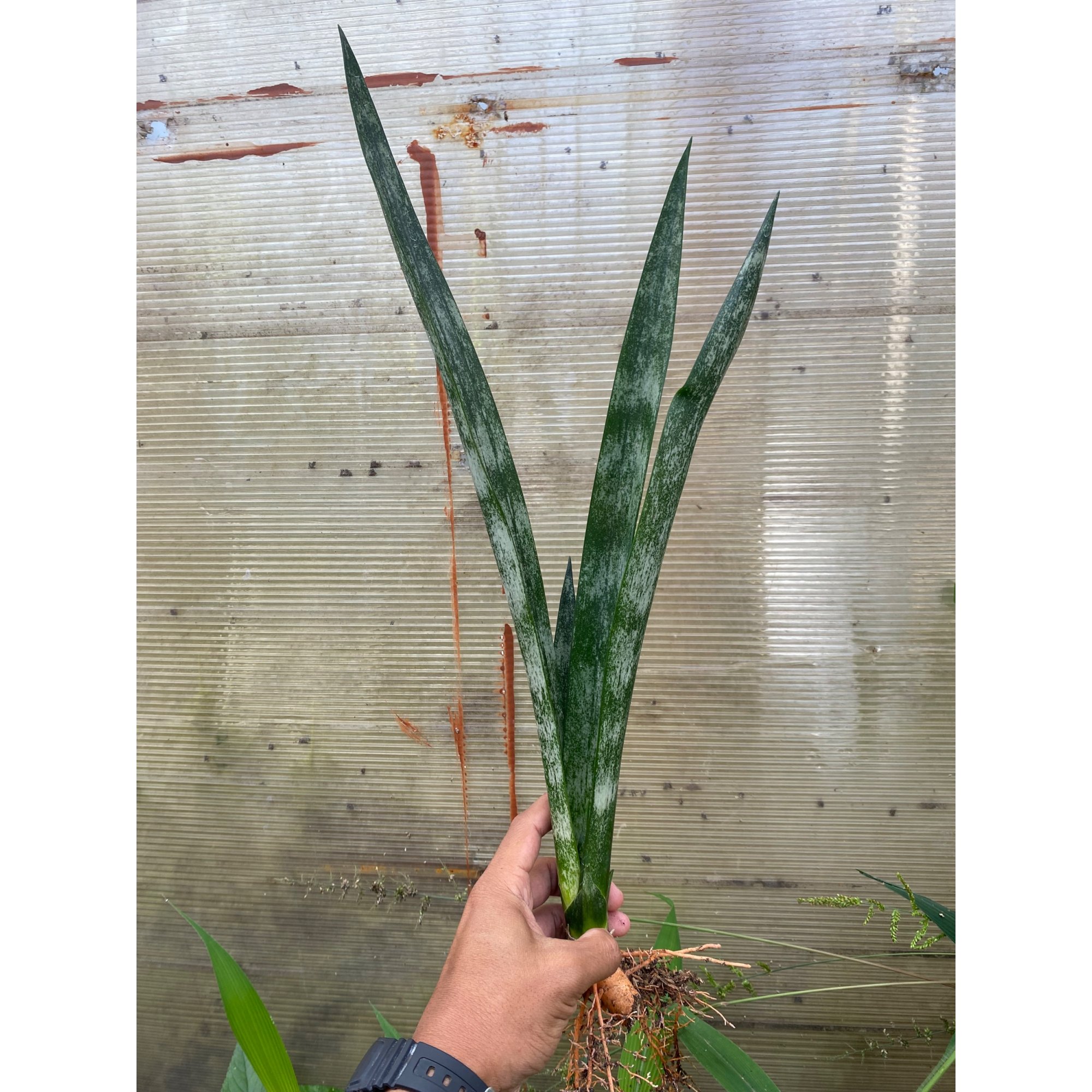 Sansevieria Laurentii Frozen, real feature image plant.