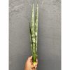 Sansevieria Laurentii Frozen