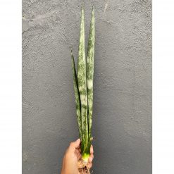 Sansevieria Laurentii Frozen