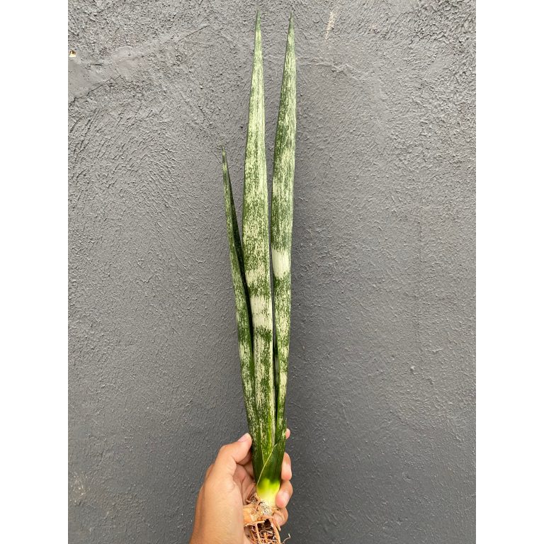 2298. Sansevieria Laurentii Frozen