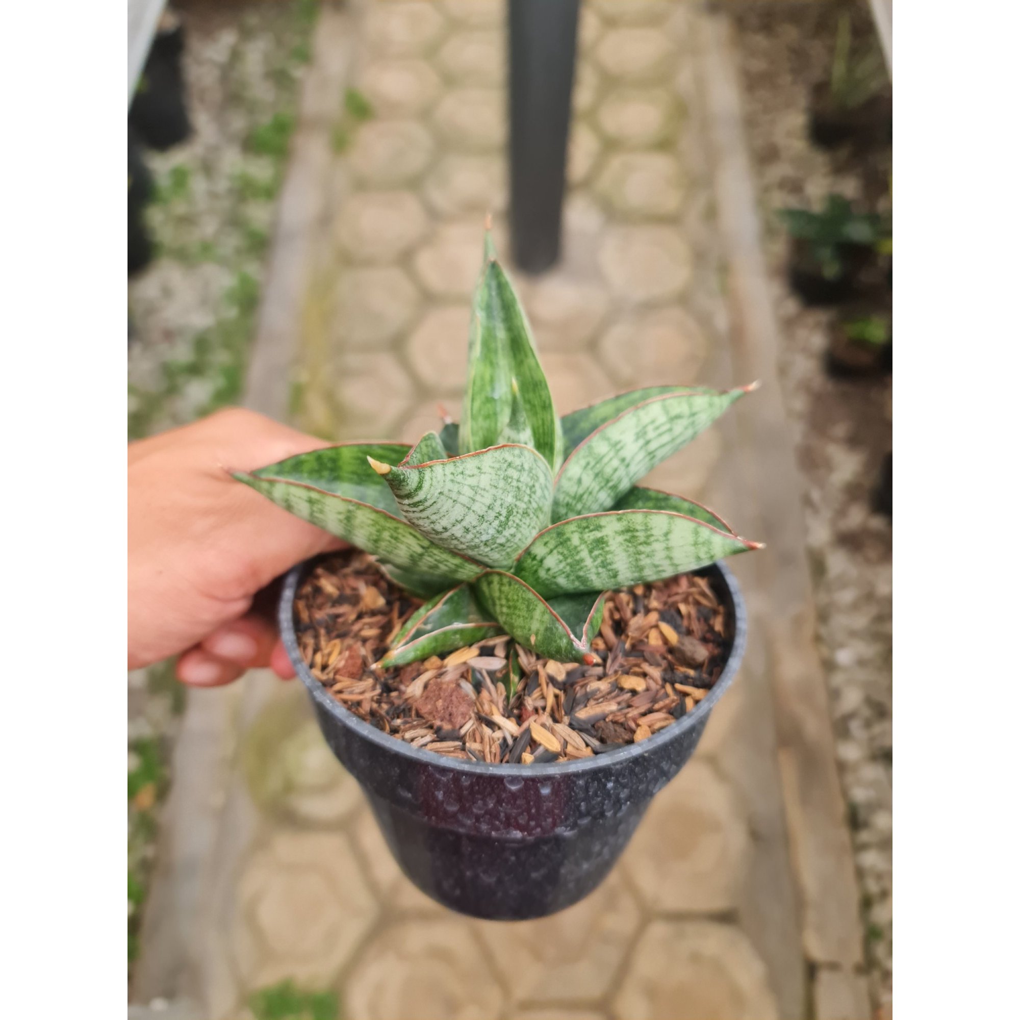 Sansevieria Macho Pot 12, real feature image plant.