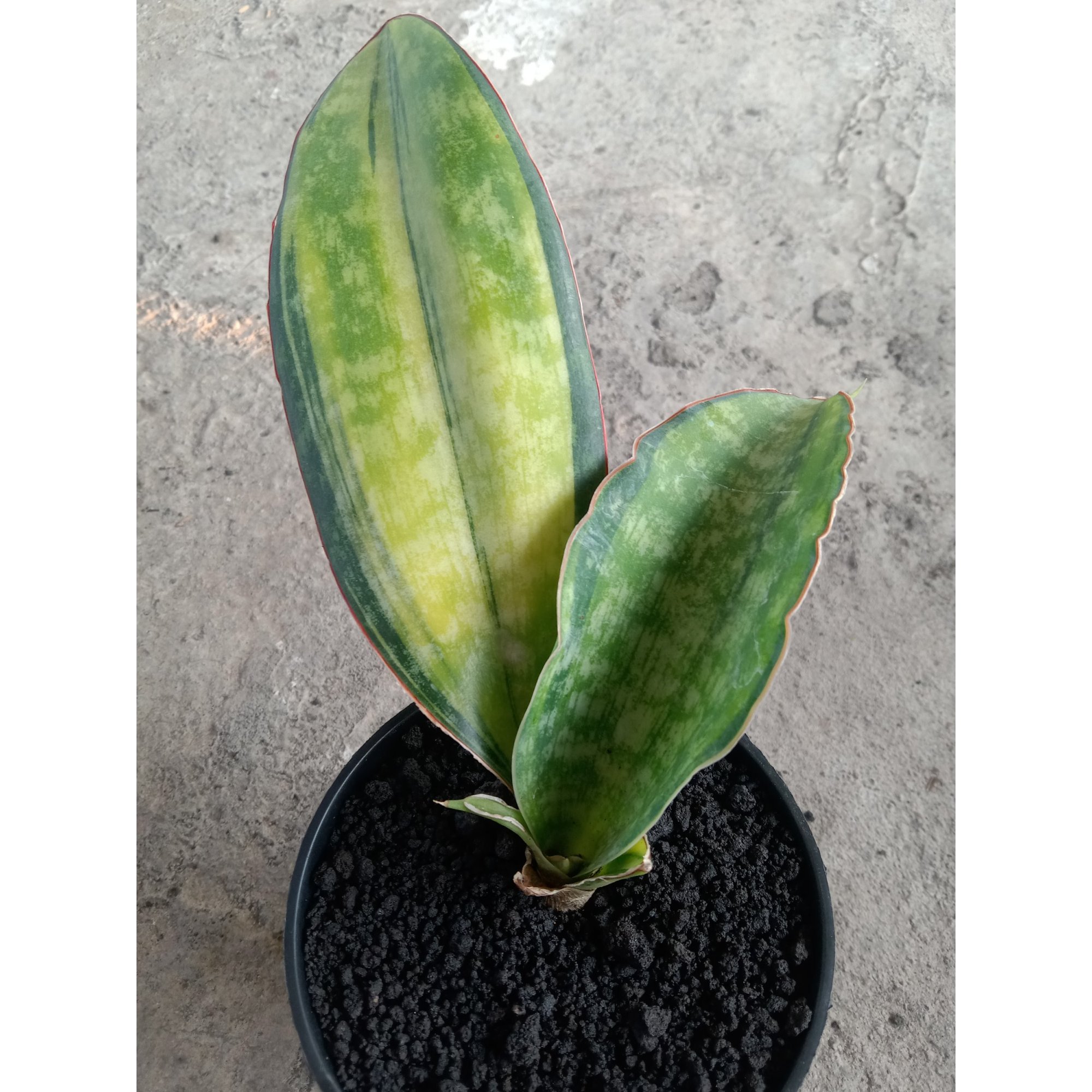 Sansevieria Machrophila Varigated, real feature image plant.