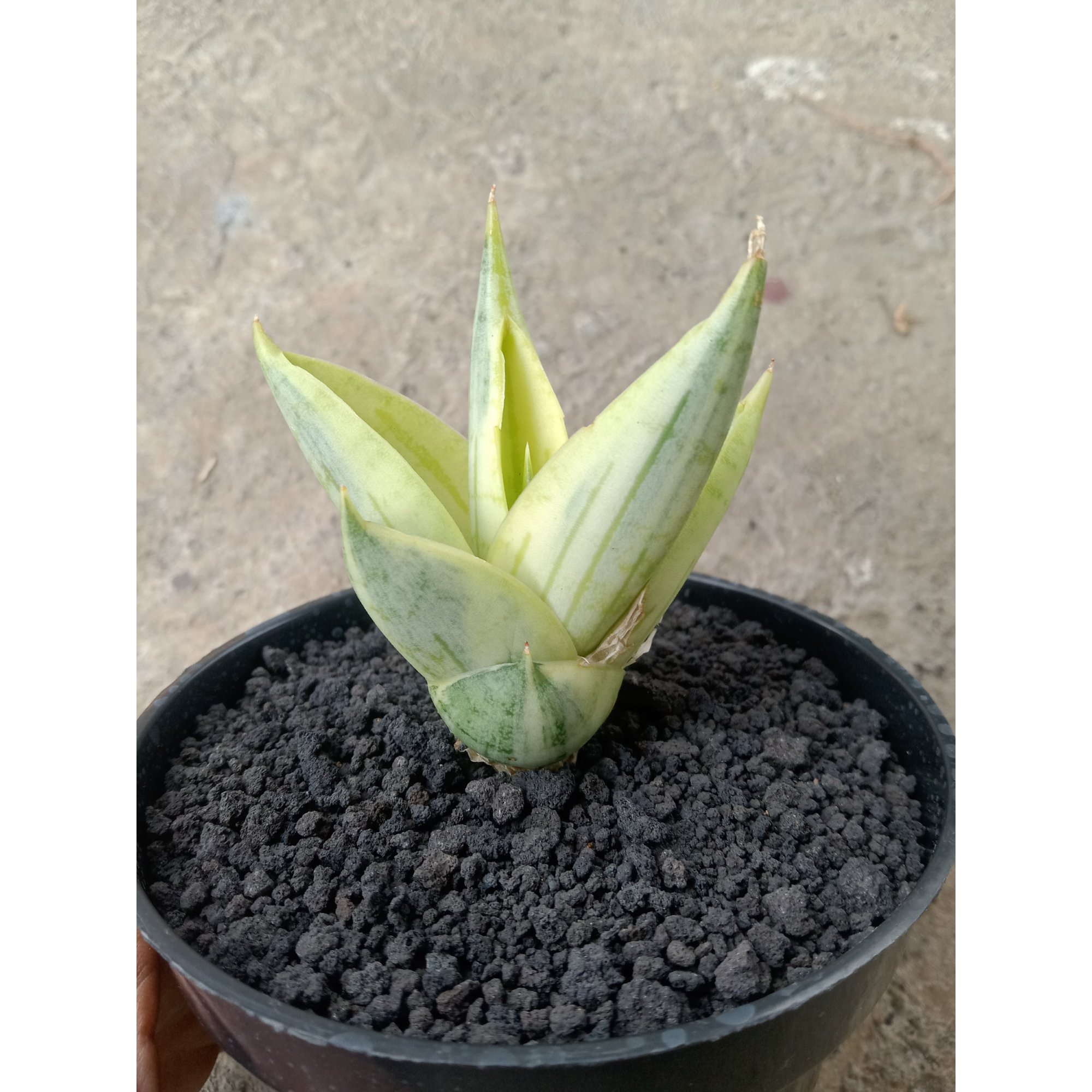 Sansevieria Manja Aurea Varigated, real feature image plant.