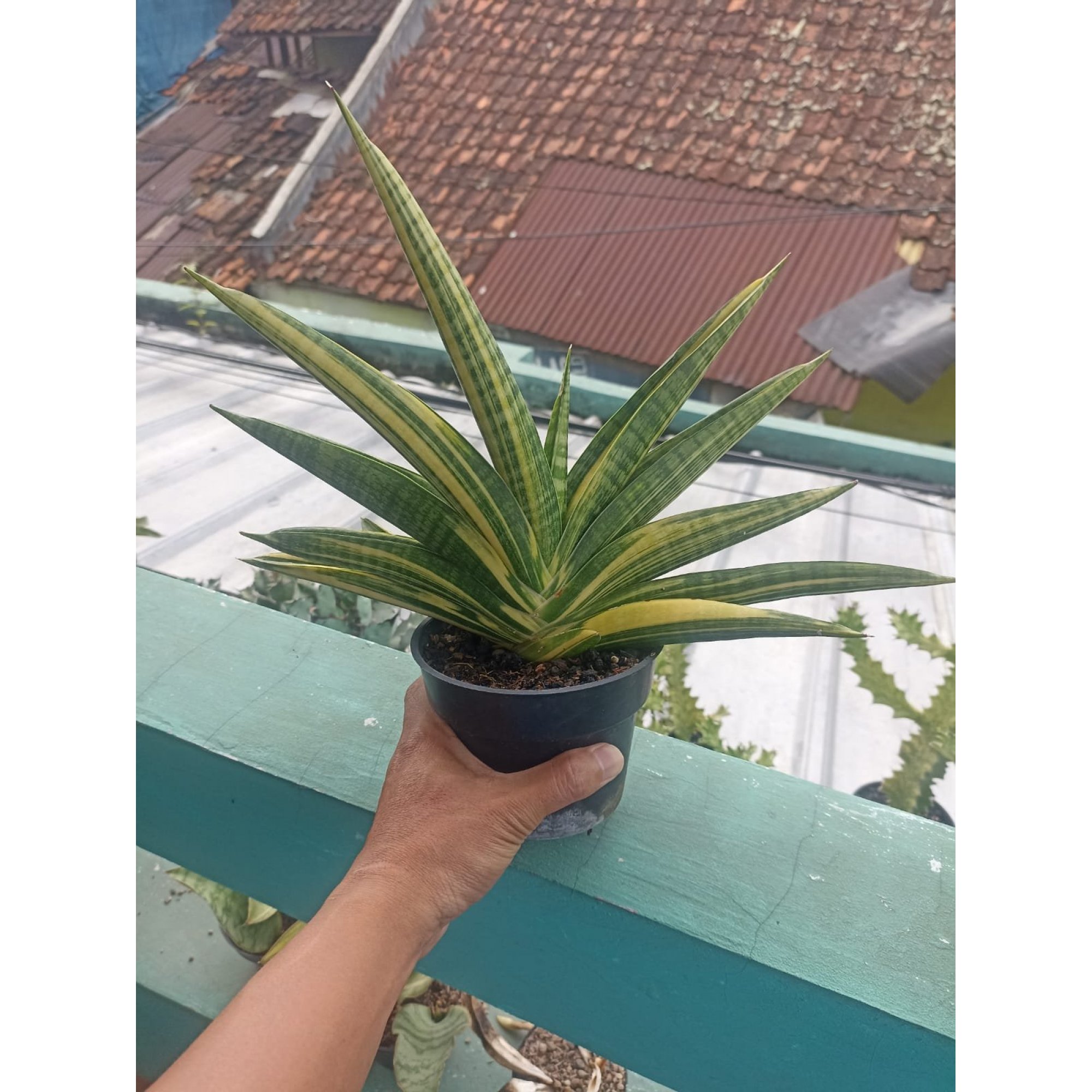 Sansevieria Marsha Anjani Varigated Medium Size, real feature image plant.