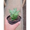 Sansevieria Maryam, real feature image plant.