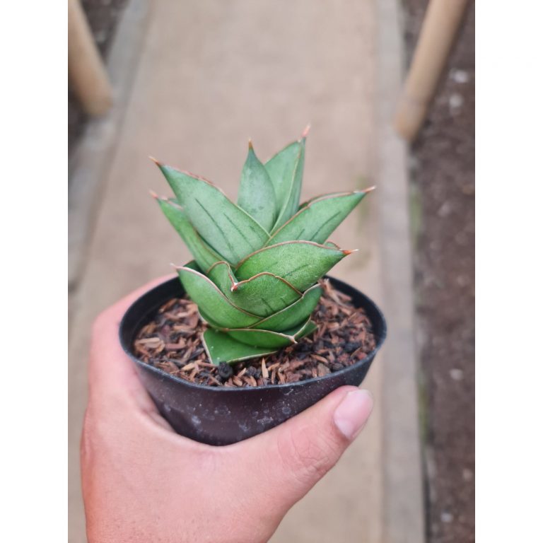 2287. Sansevieria Maryam