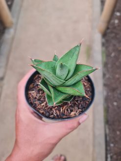 Sansevieria Maryam, real gallery image #1 plants.