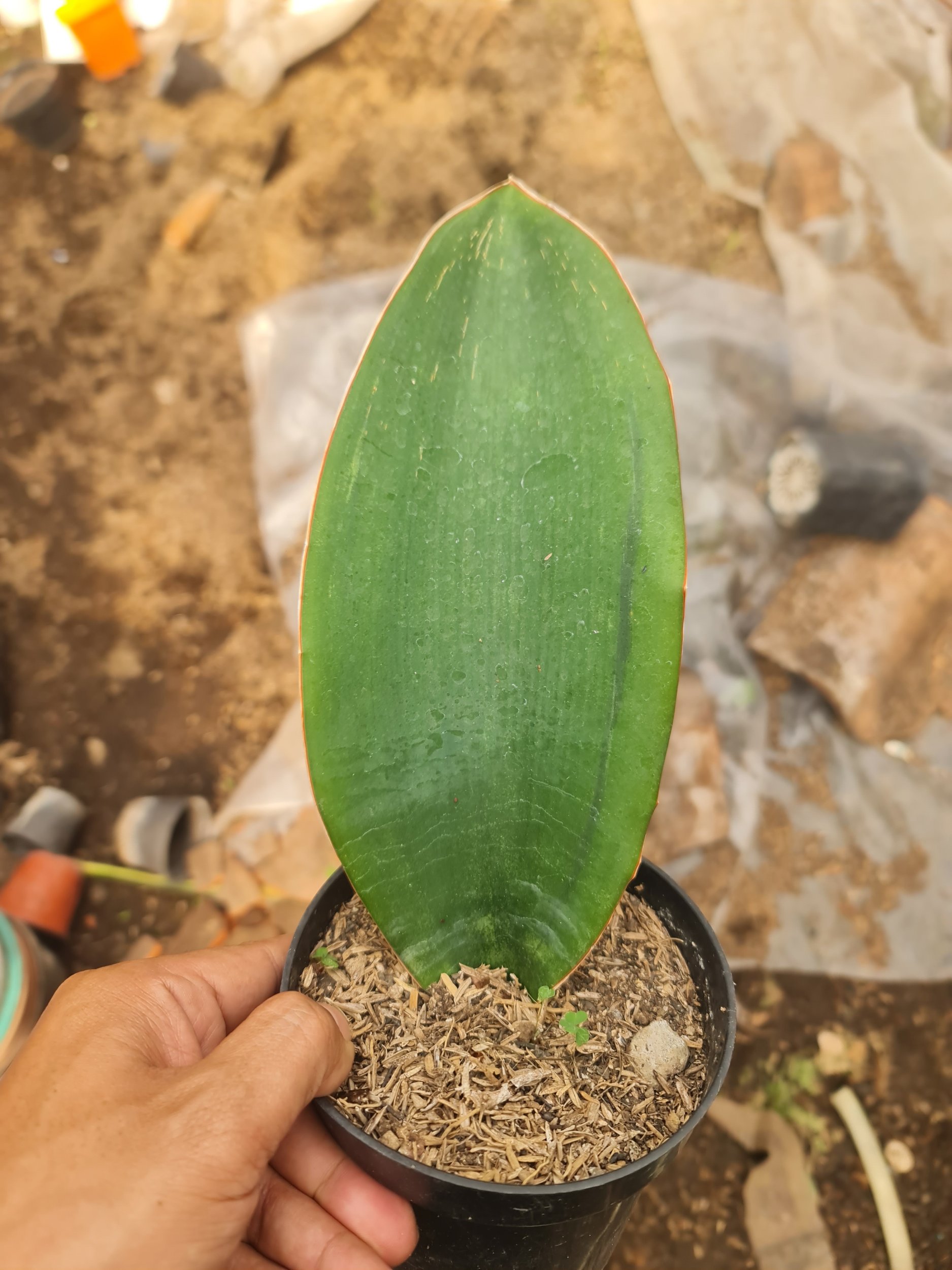 Sansevieria Masoniana Black, real gallery image #1 plants.