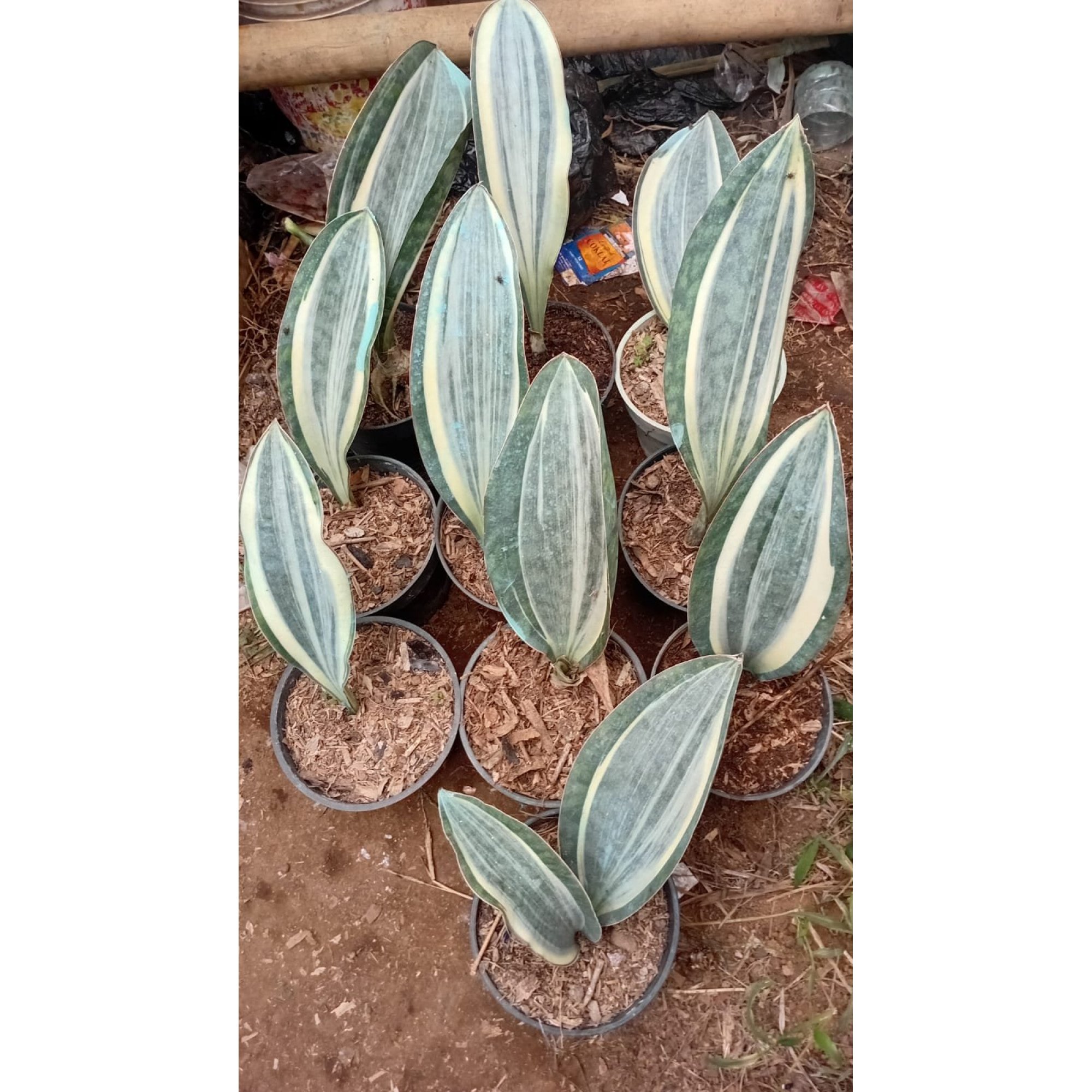 Sansevieria Masoniana Varigated 10 Pcs, real feature image plant.