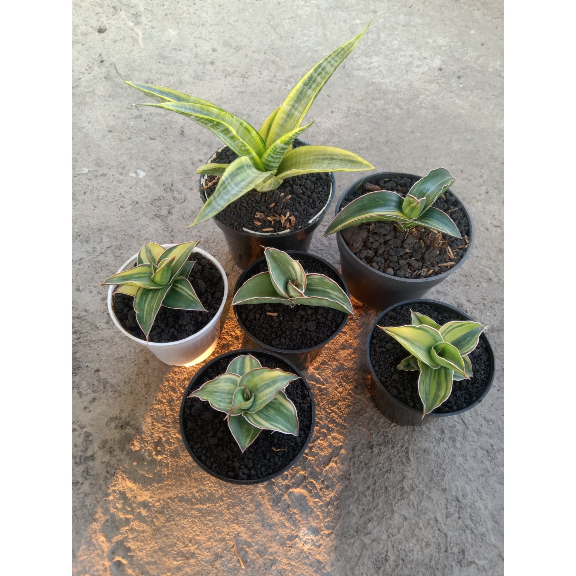 Sansevieria Mix Varigated ( Lavranos.kimayo.blueleaf.dgc.robusta White.cordova), real feature image plant.