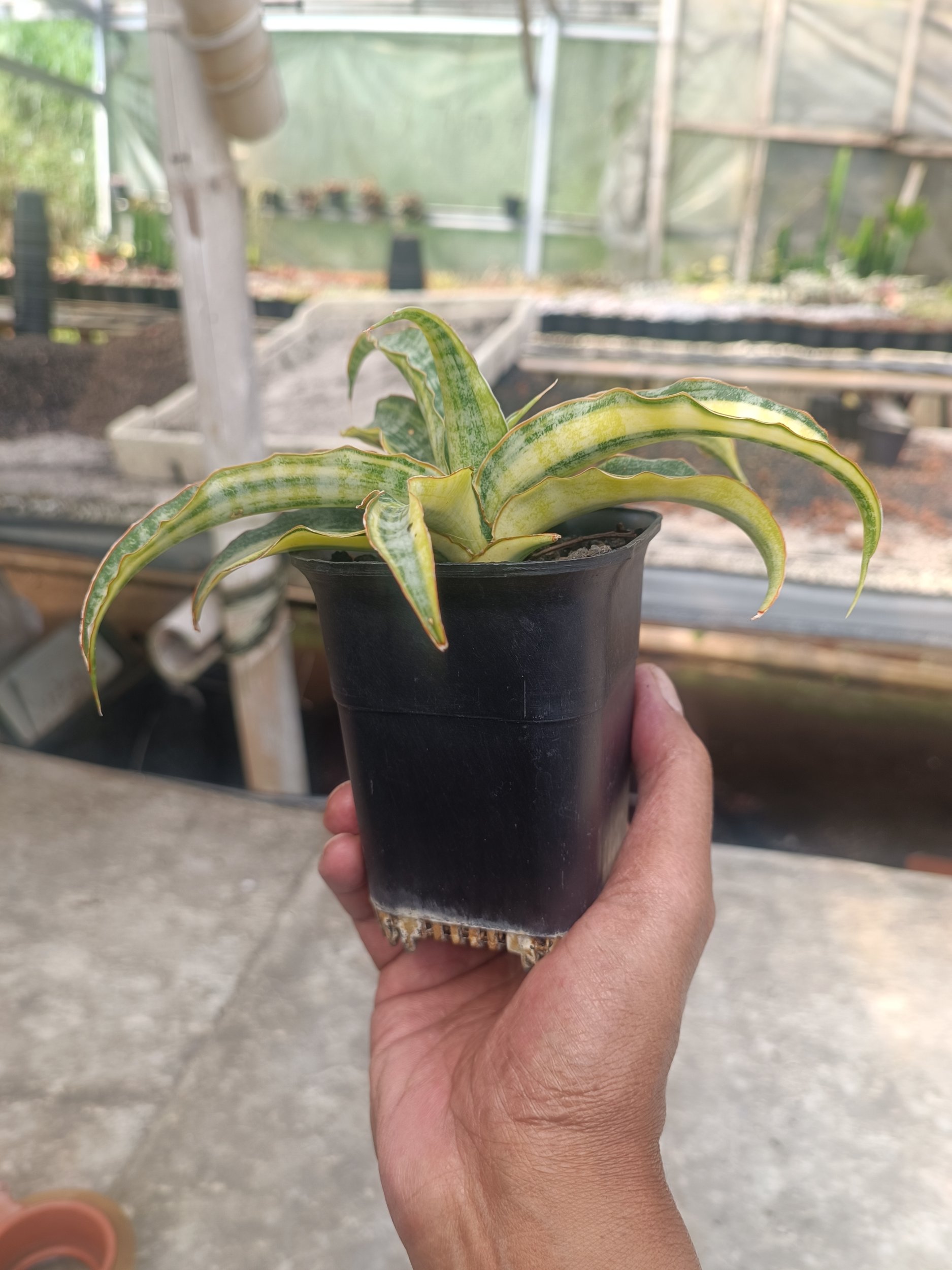 Sansevieria Nalika Variegated size 20 cm, real gallery image #1 plants.