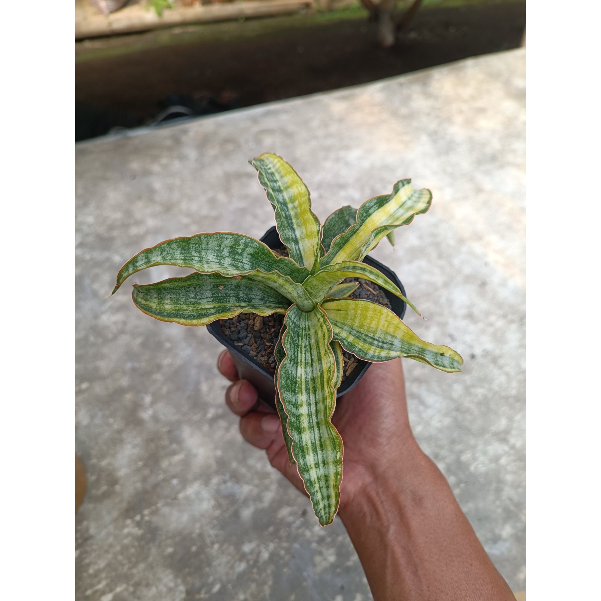 Sansevieria Nalika Variegated size 20 cm, real feature image plant.