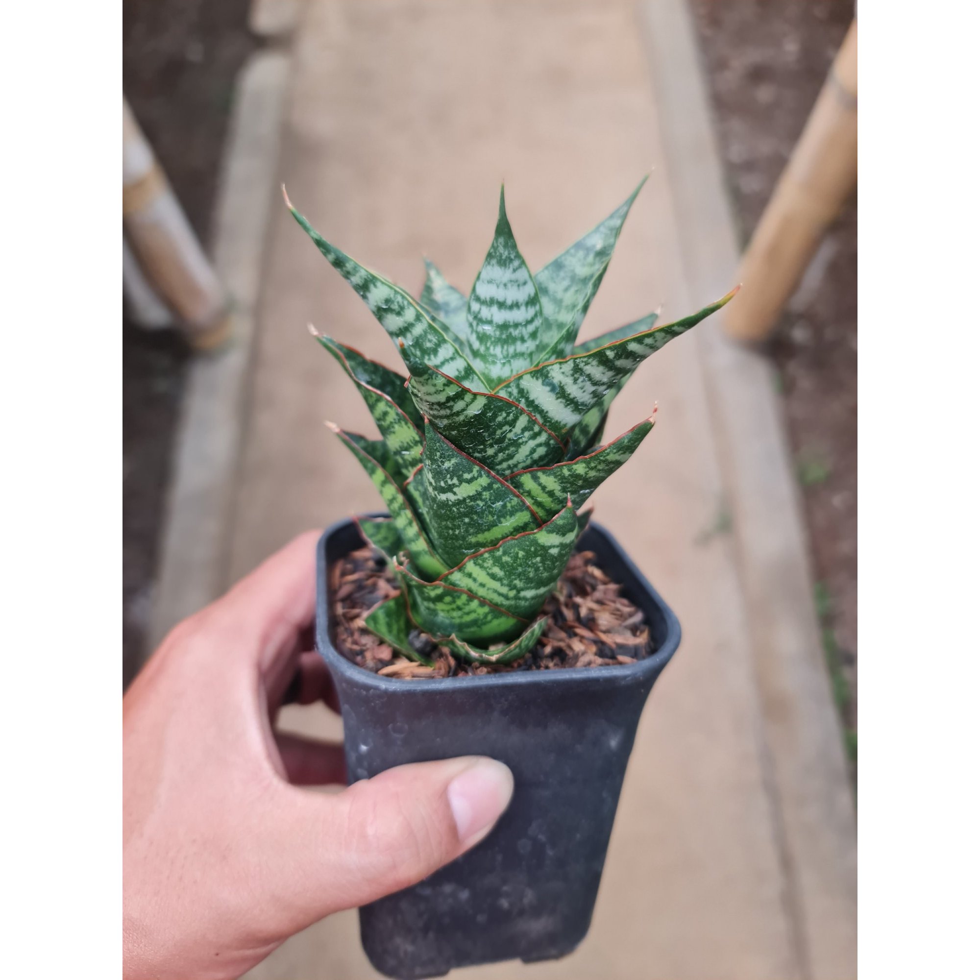 Sansevieria Oscar, real feature image plant.
