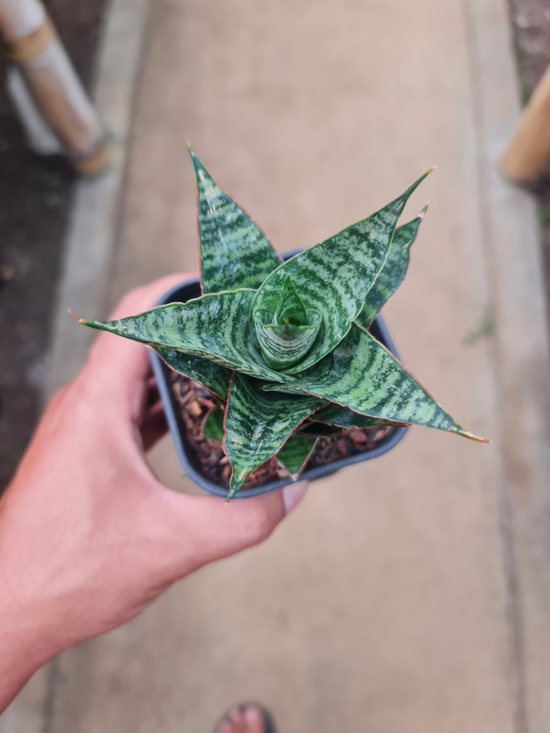 Sansevieria Oscar, real gallery image #1 plants.
