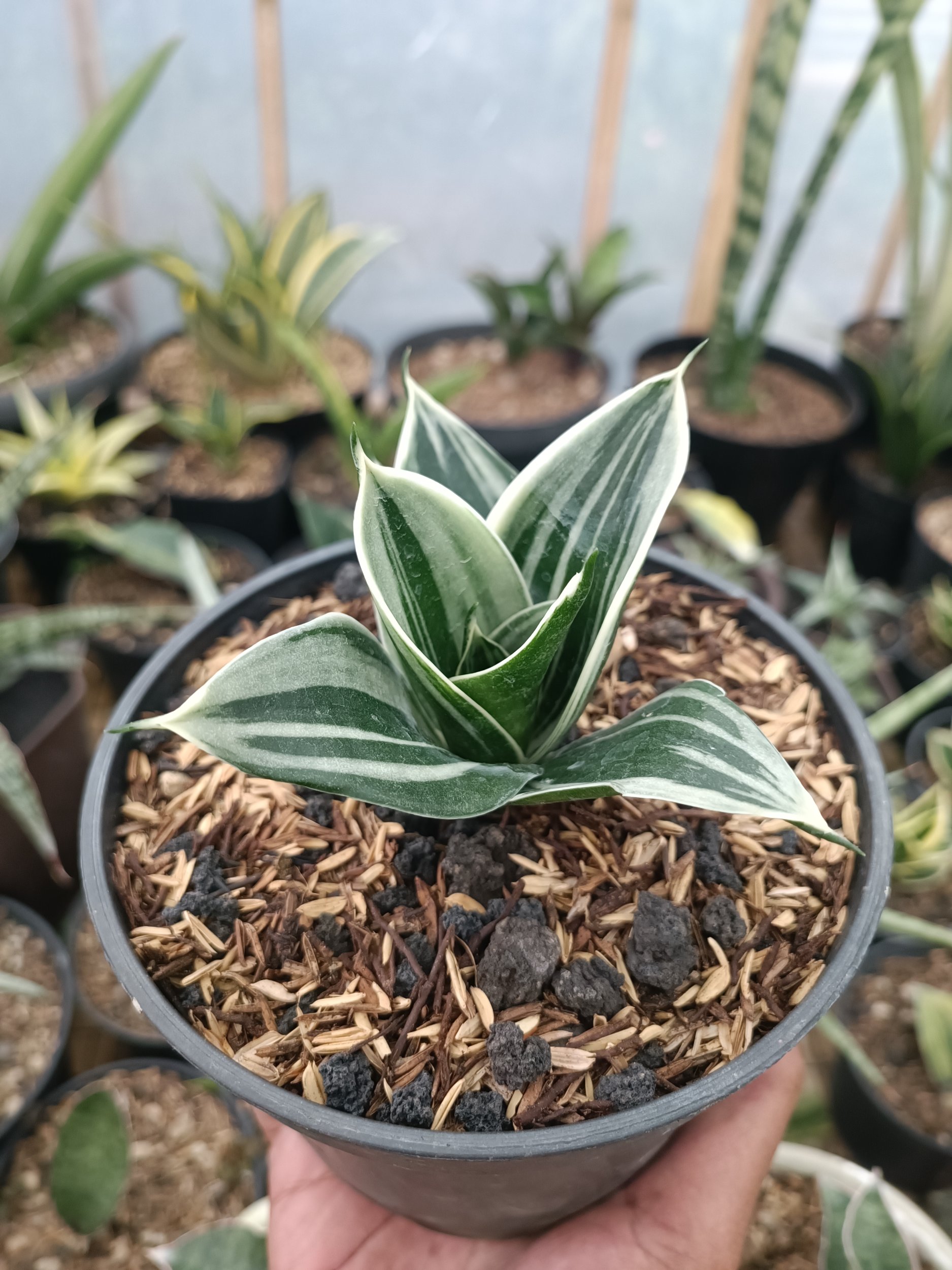 Sansevieria Pagoda White Variegated. 1 Pcs, real gallery image #1 plants.