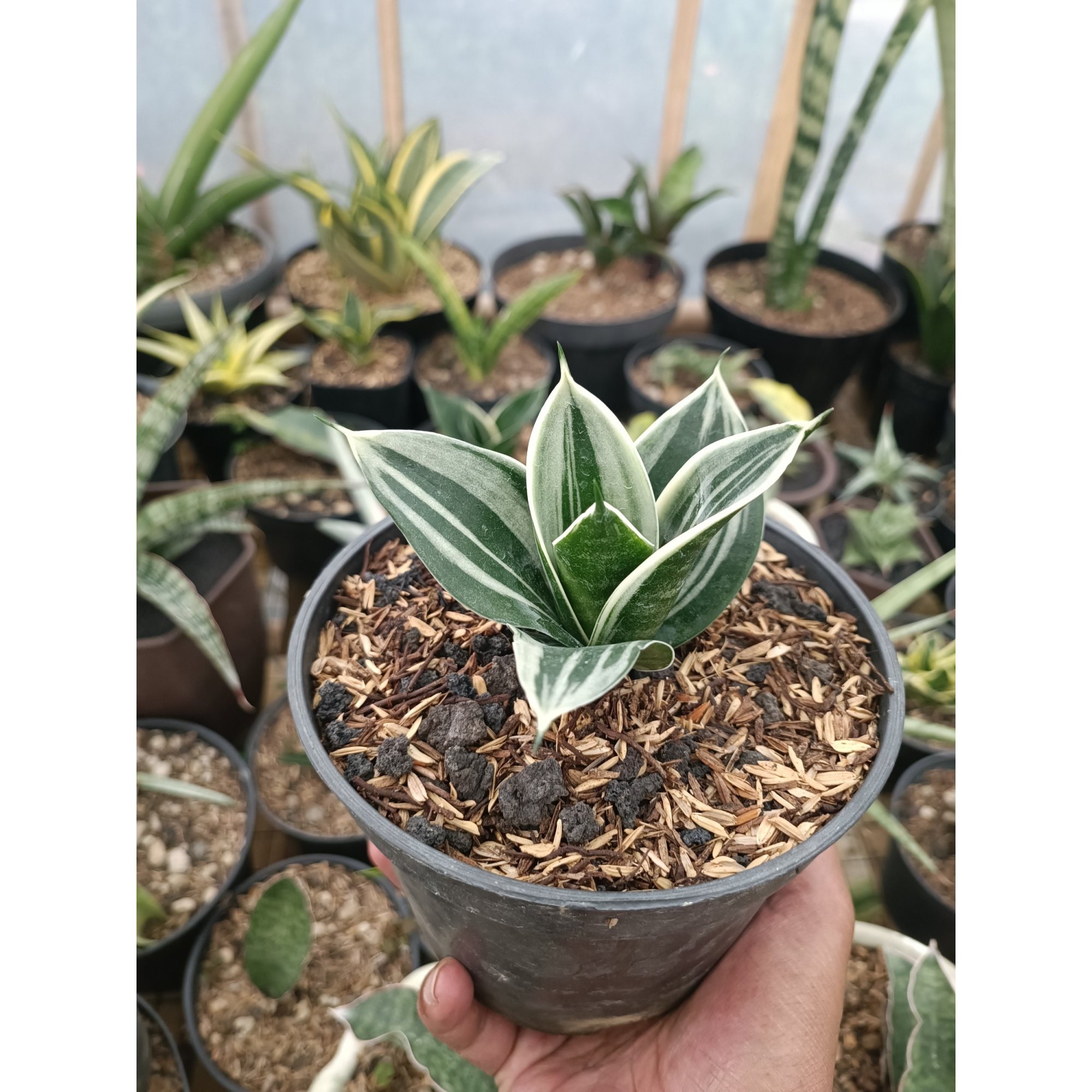 Sansevieria Pagoda White Variegated. 1 Pcs, real feature image plant.