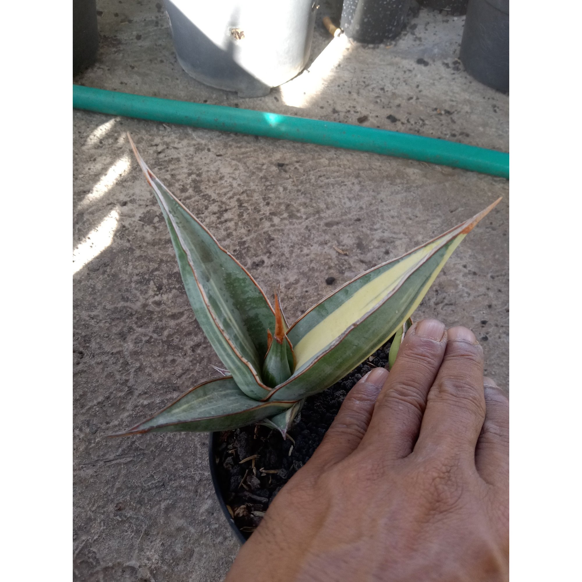 Sansevieria Pinguin Distica Cream Varigated, real feature image plant.
