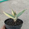 Sansevieria Pinguin Distica Cream Varigated