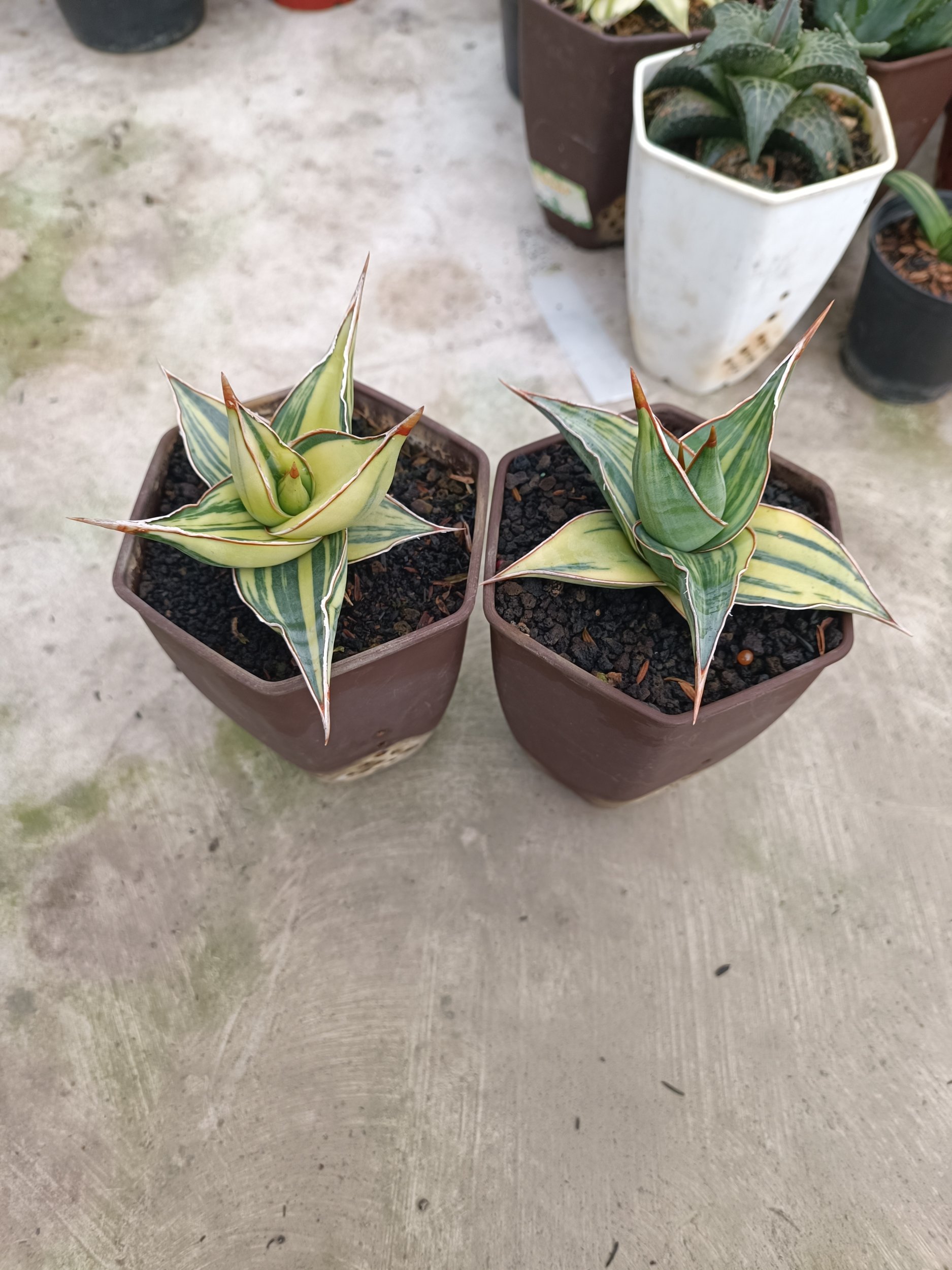 Sansevieria Pinguin Variegated, real gallery image #1 plants.