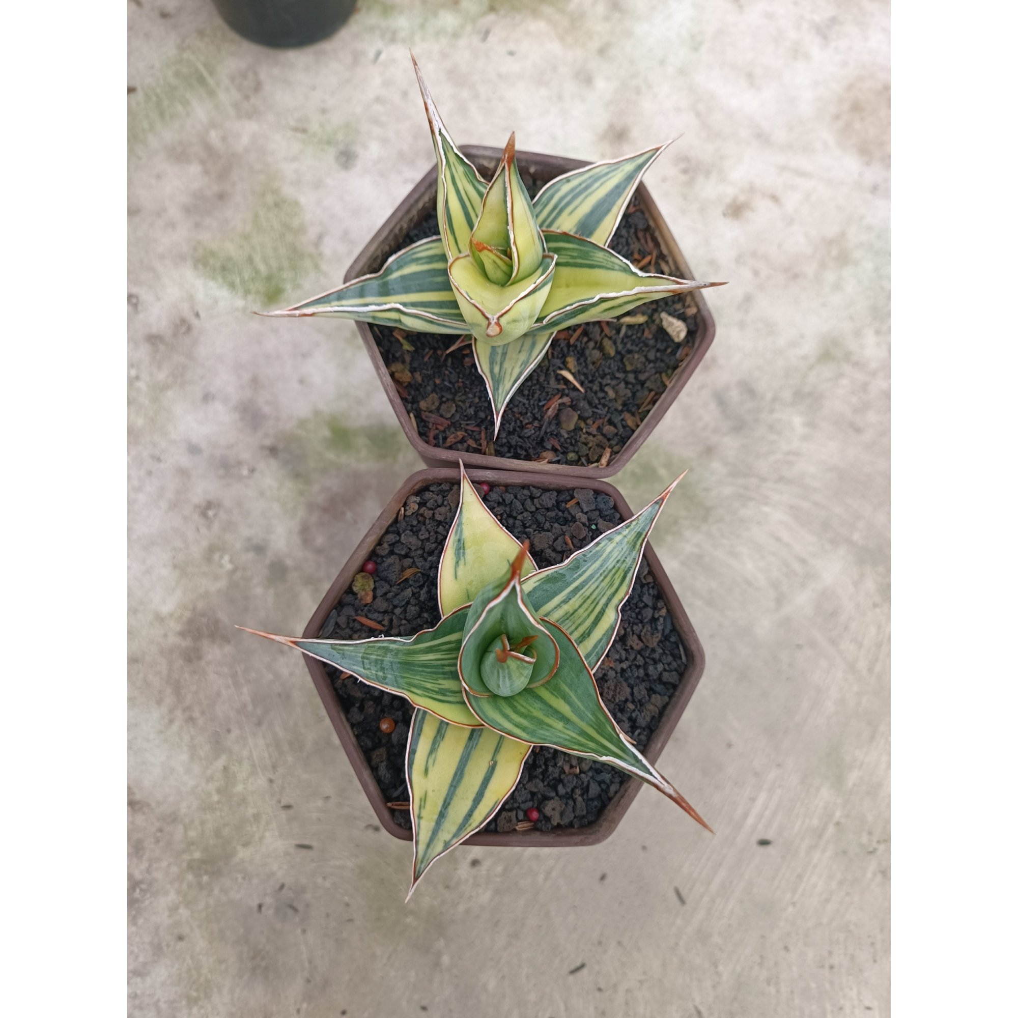 Sansevieria Pinguin Variegated, real feature image plant.