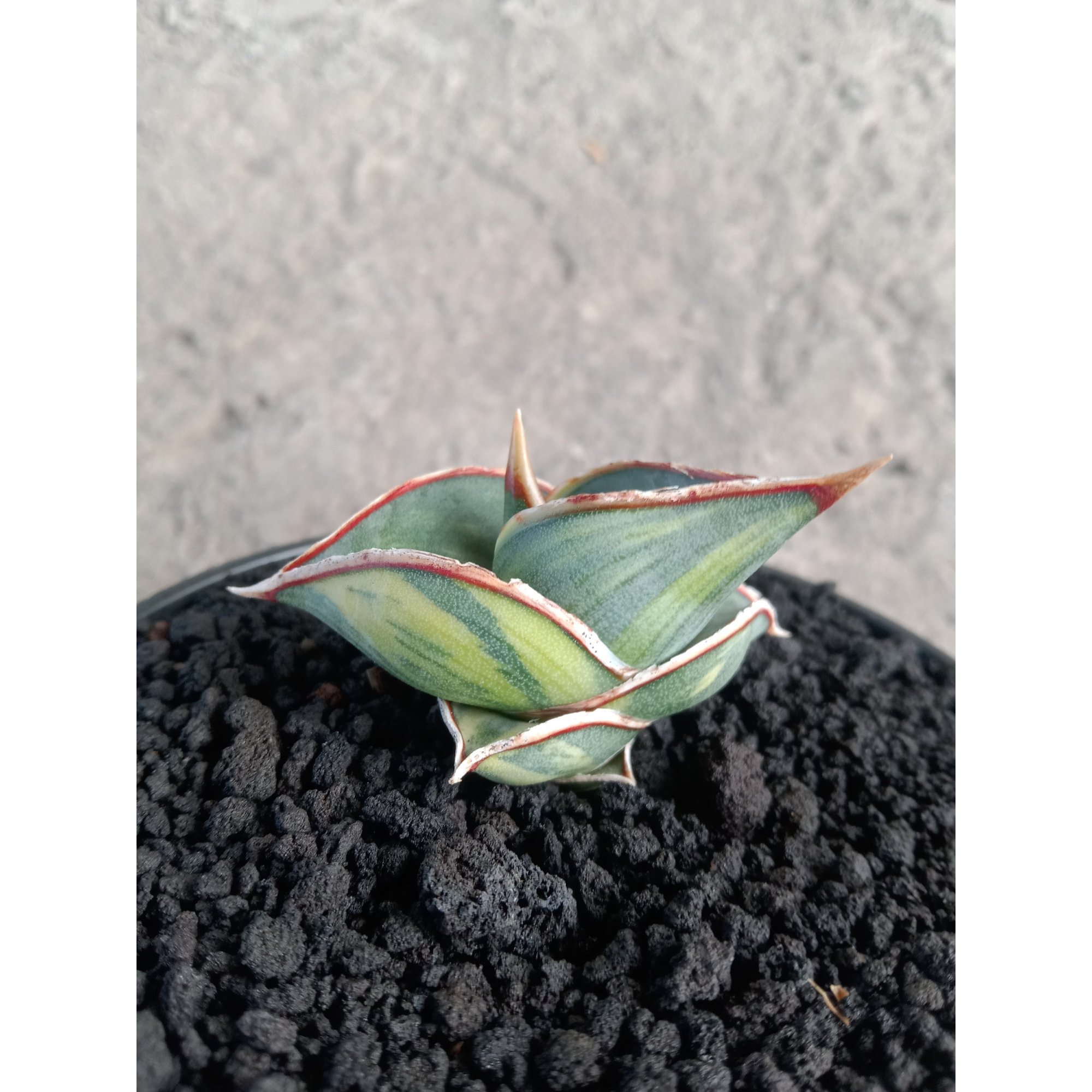 Sansevieria Rorida Varigated, real feature image plant.