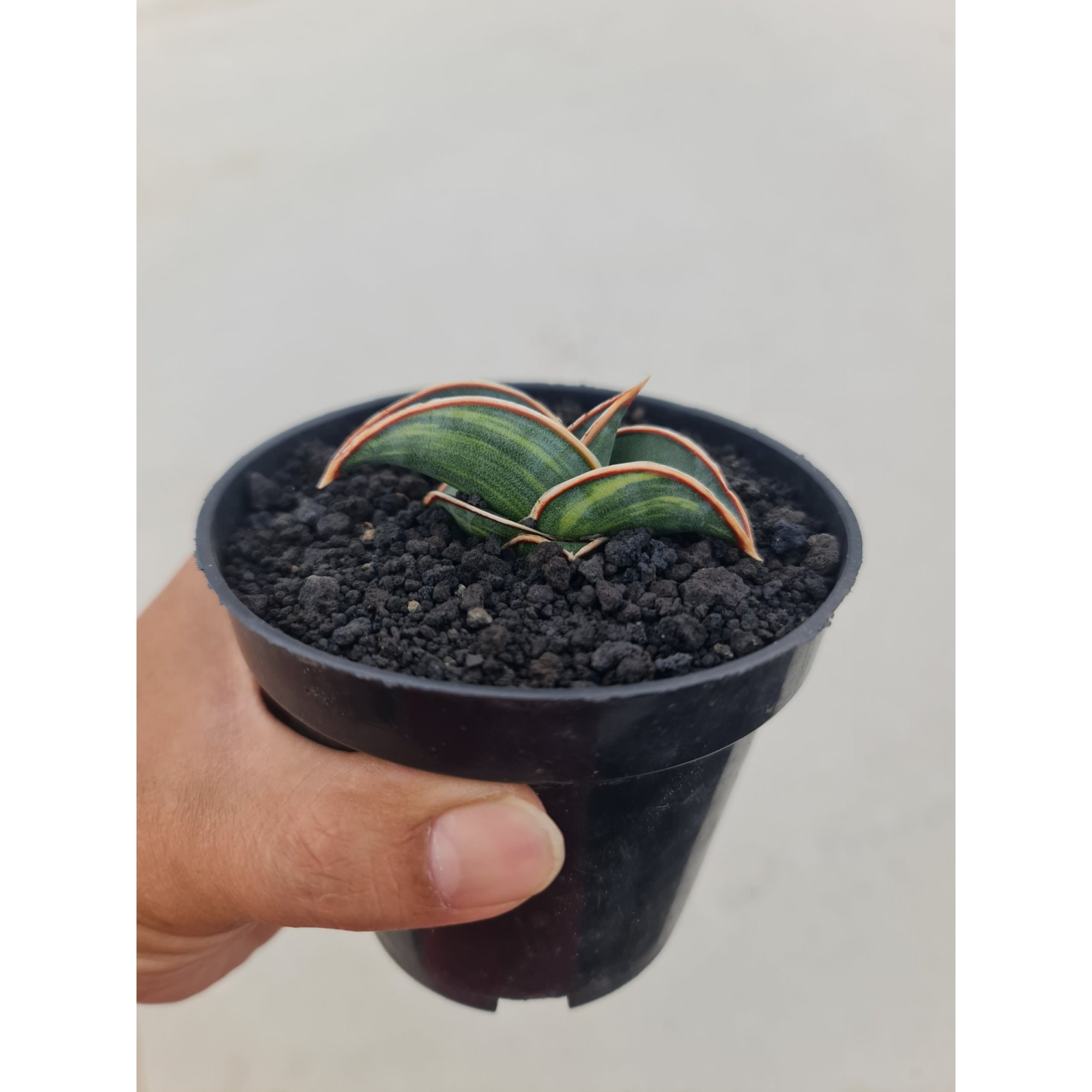Sansevieria Rorida Varigated Pot 8cm, real feature image plant.