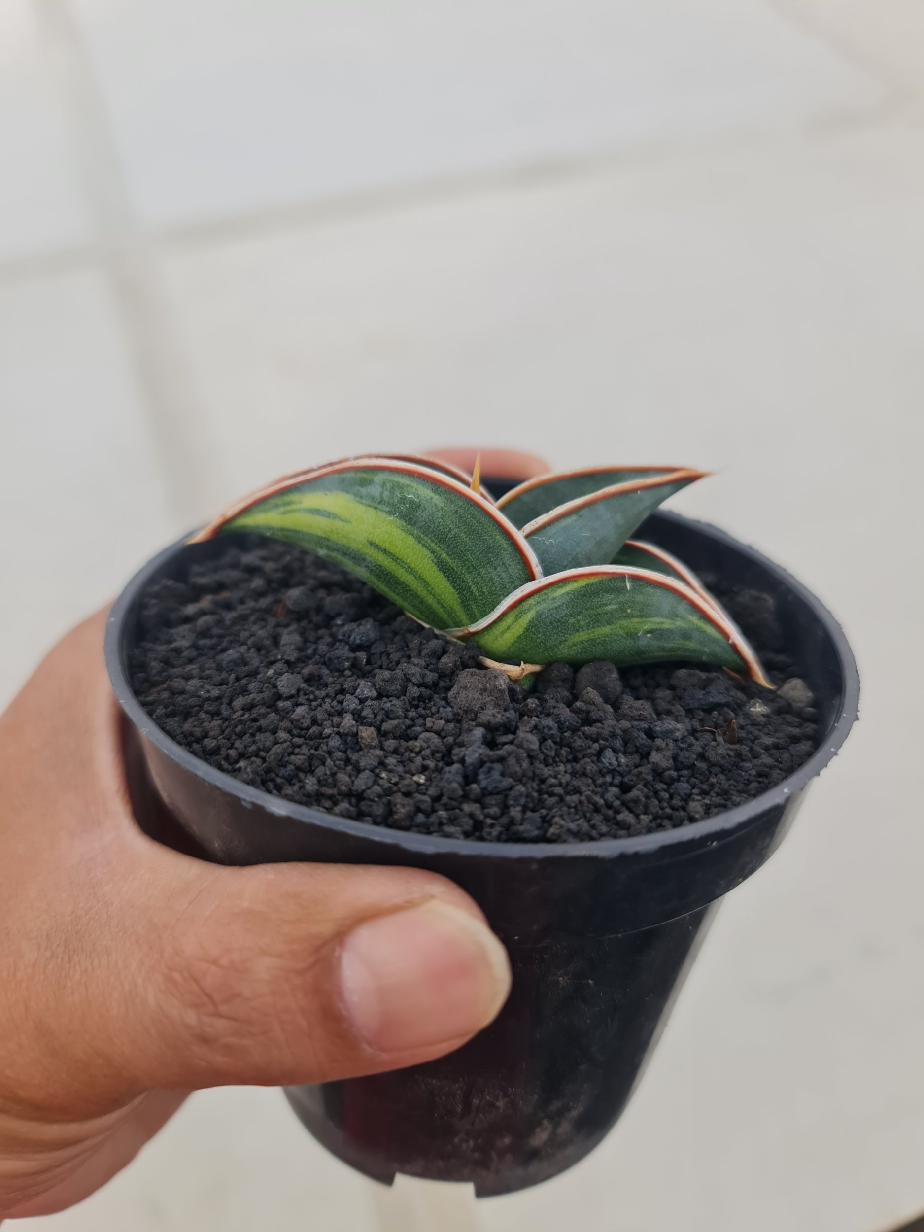 Sansevieria Rorida Varigated Pot 8cm, real gallery image #1 plants.